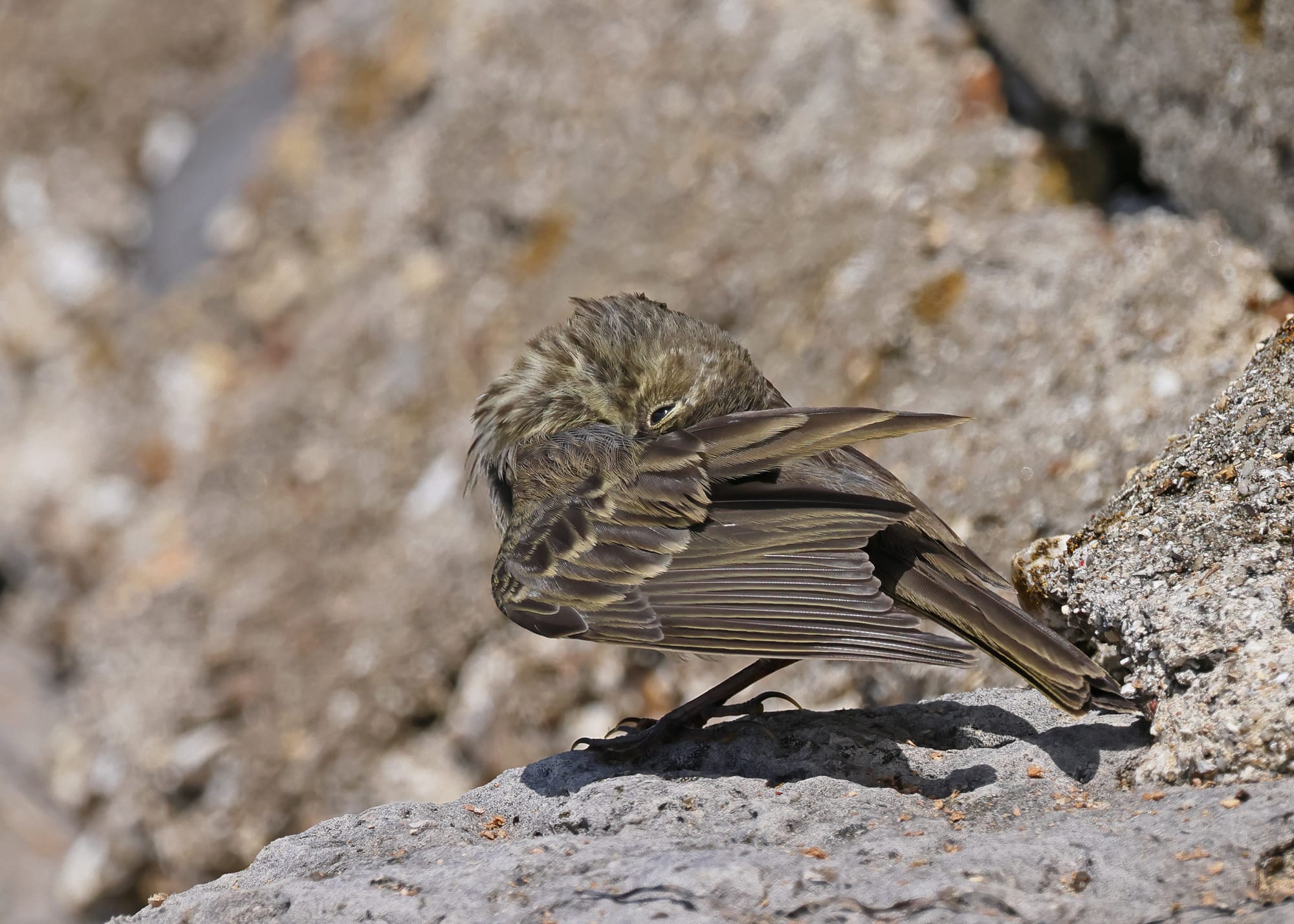 Rock Pipit