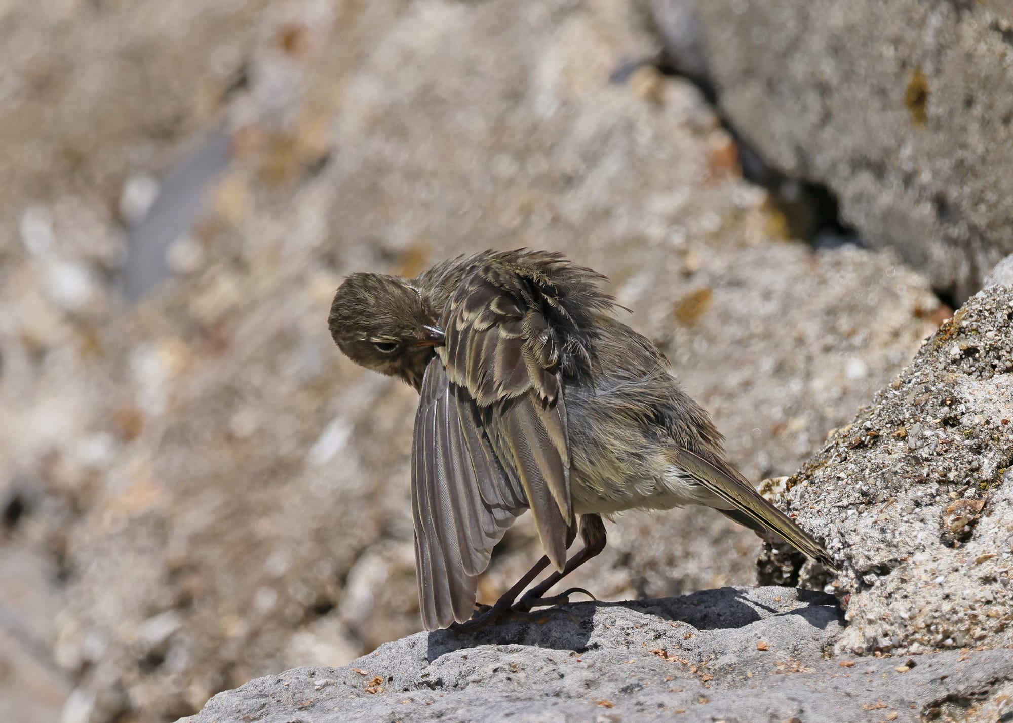 Rock Pipit