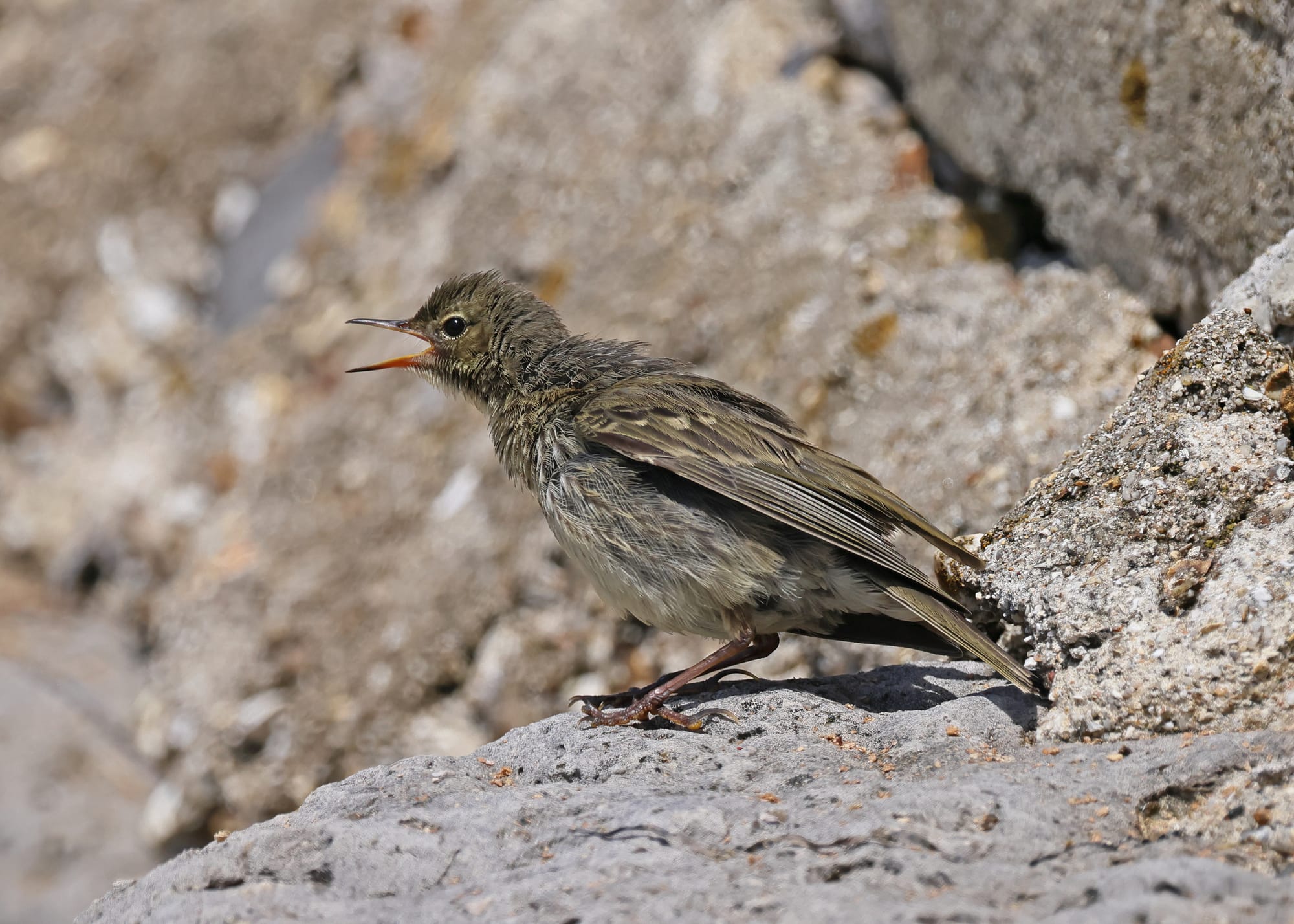 Rock Pipit