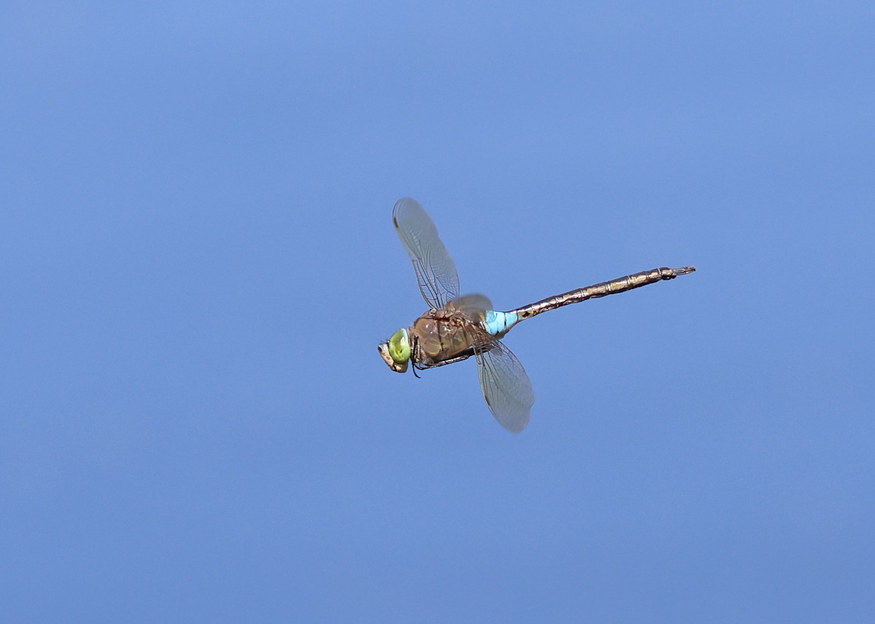 Lesser Emperor