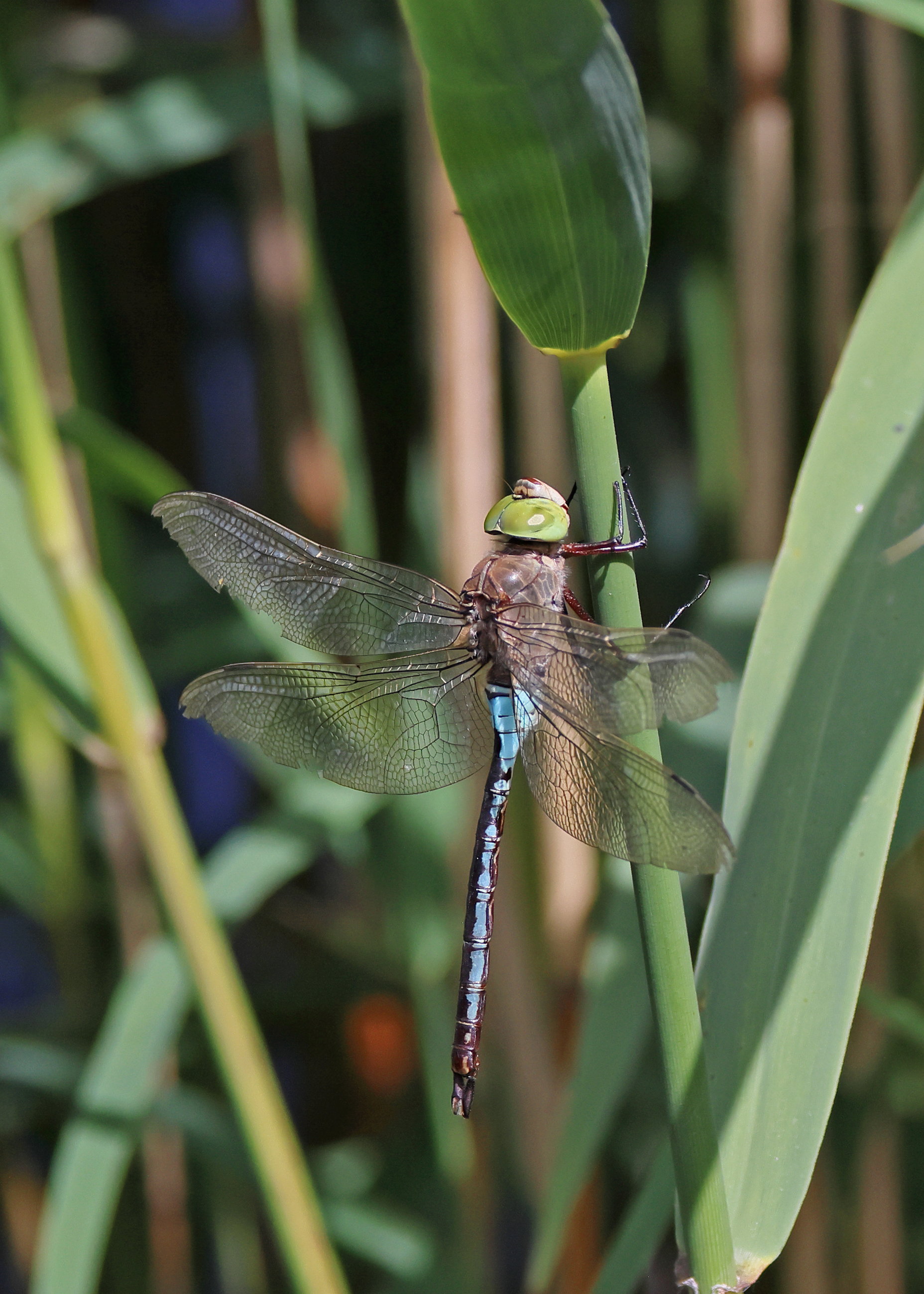 Lesser Emperor