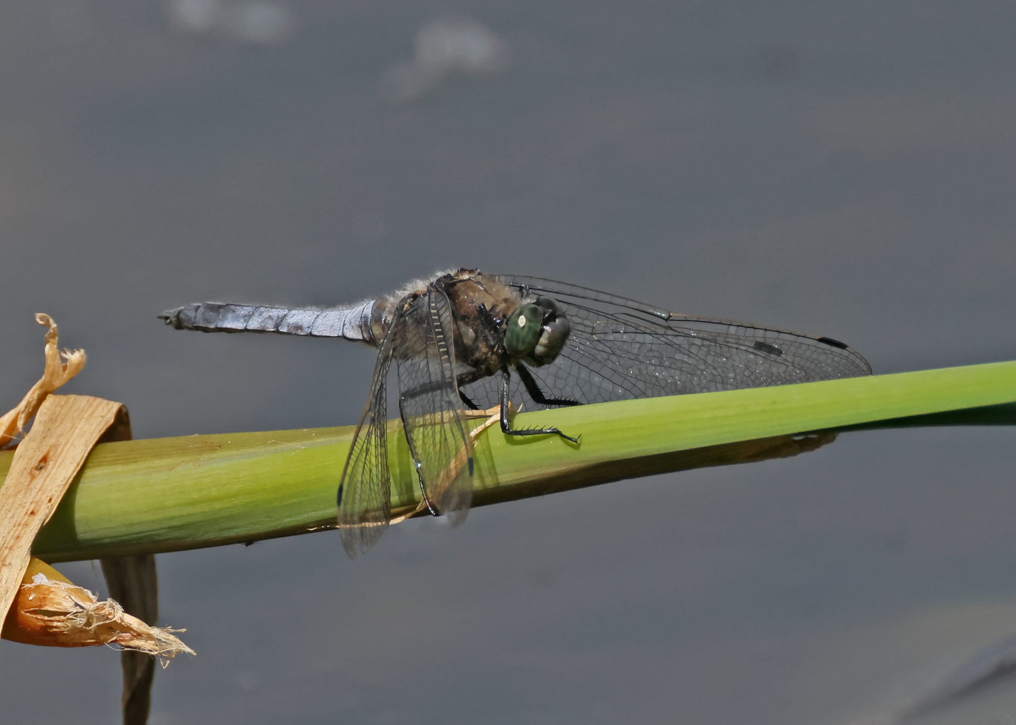 Black-tailed Skimmer