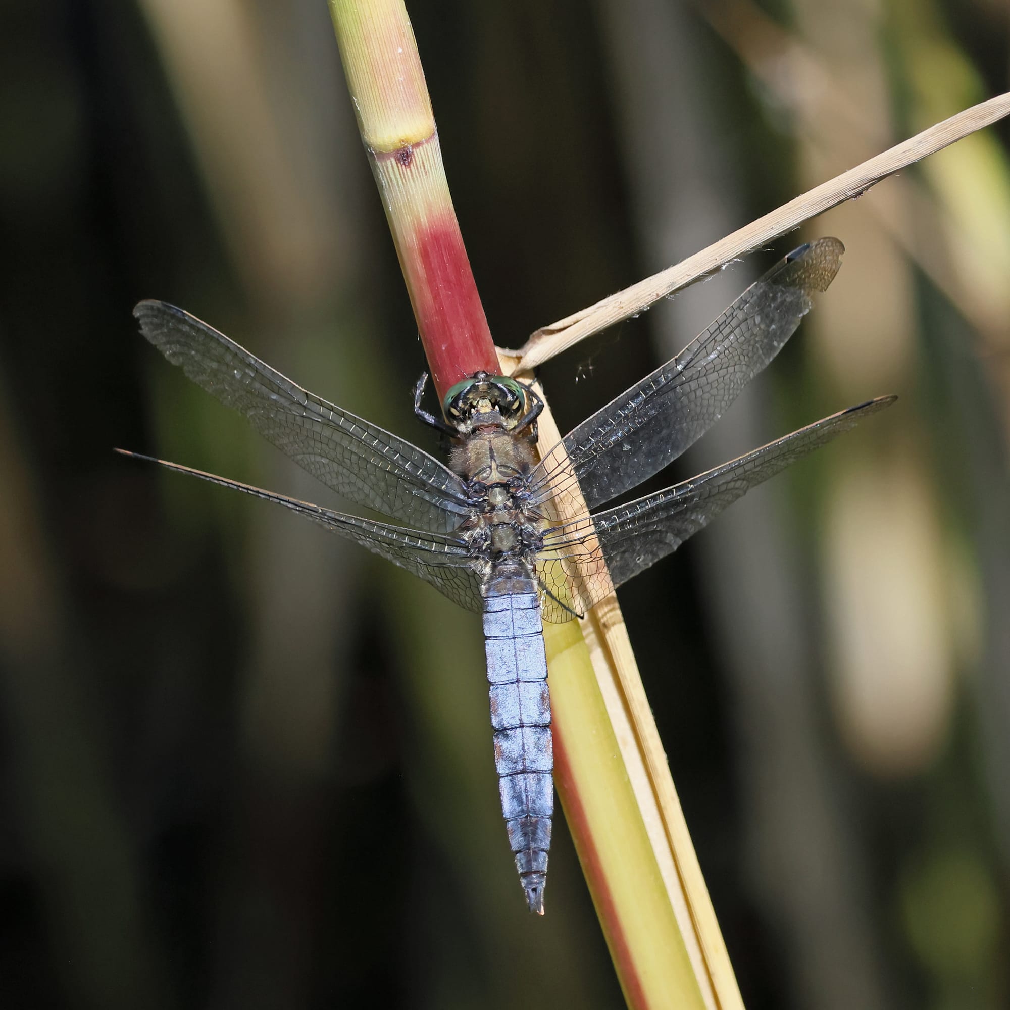 Black-tailed Skimmer