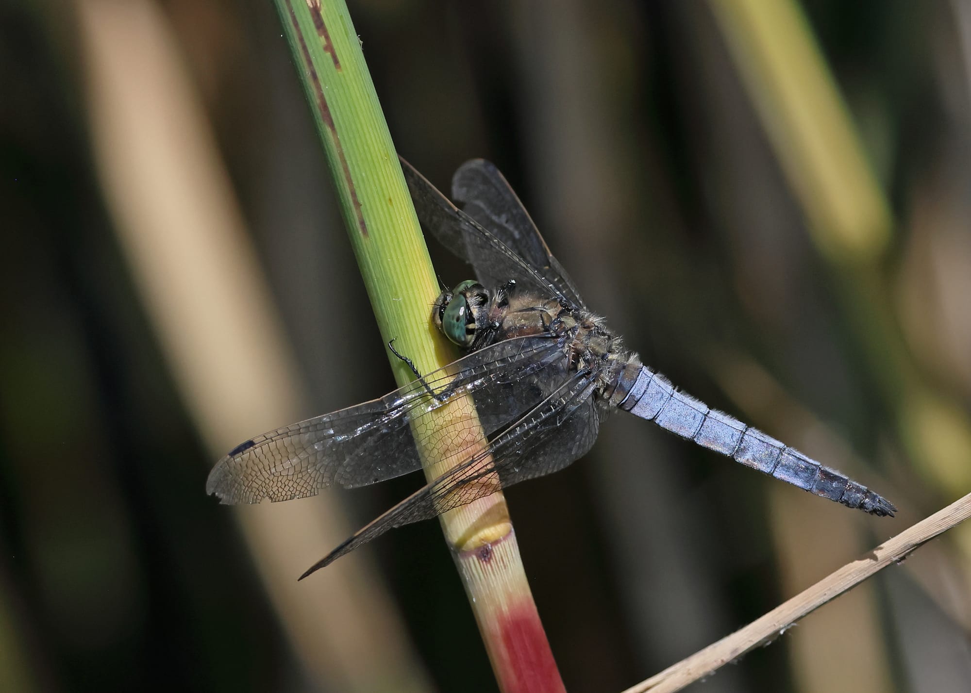 Black-tailed Skimmer