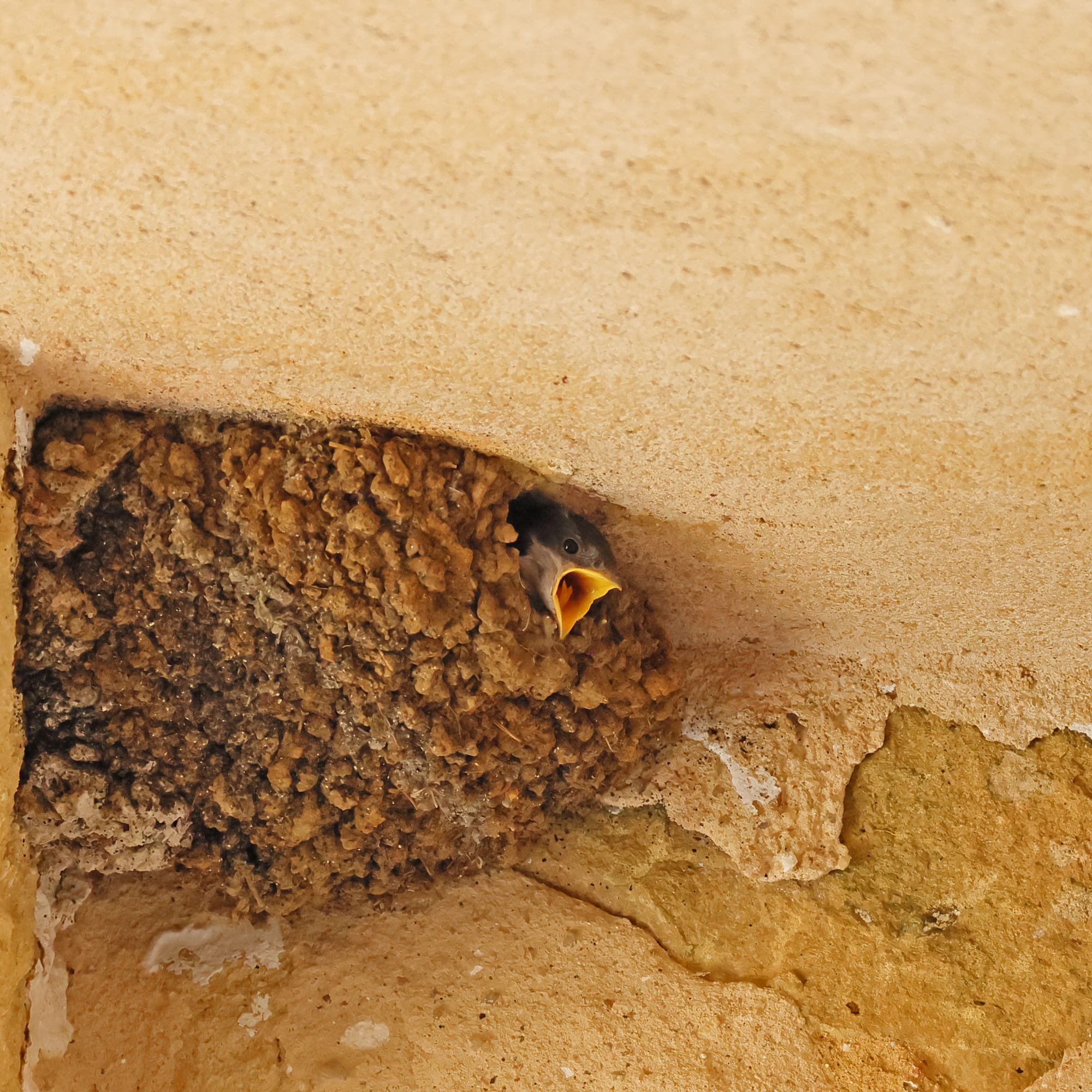 House Martin
