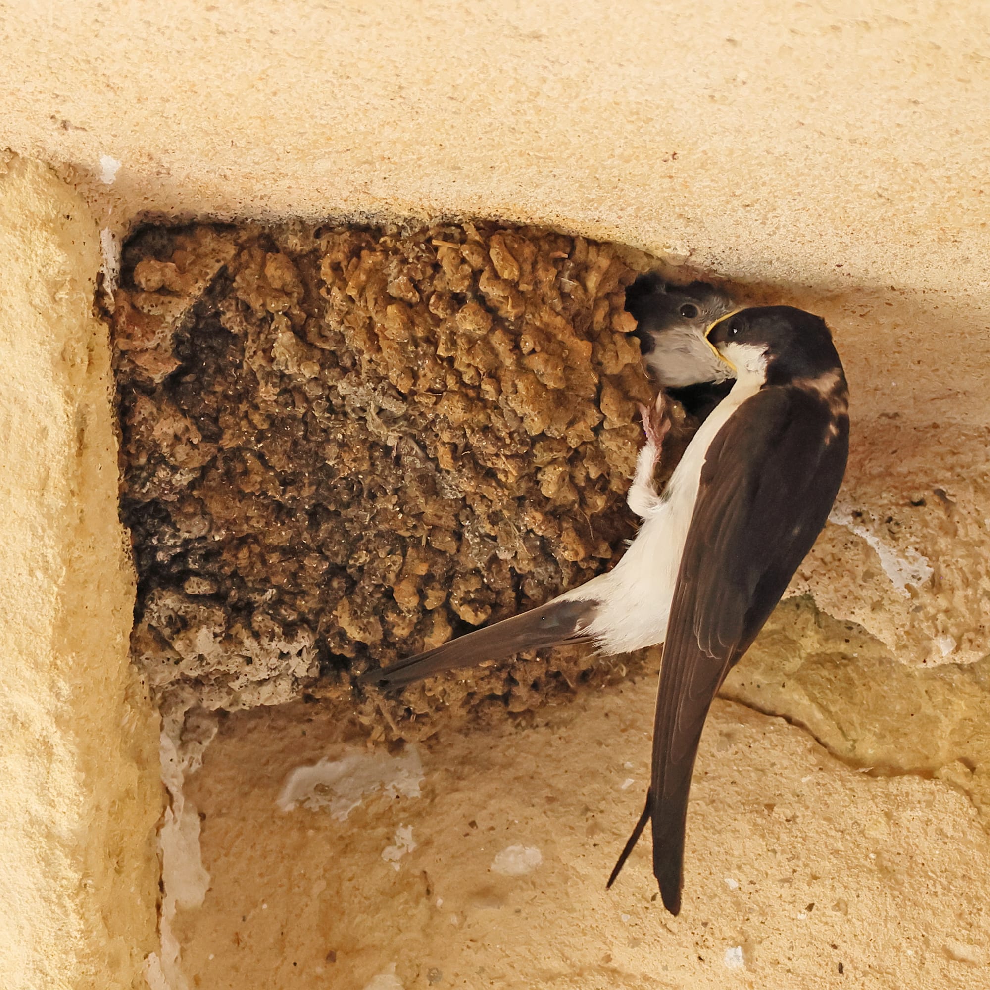 House Martin