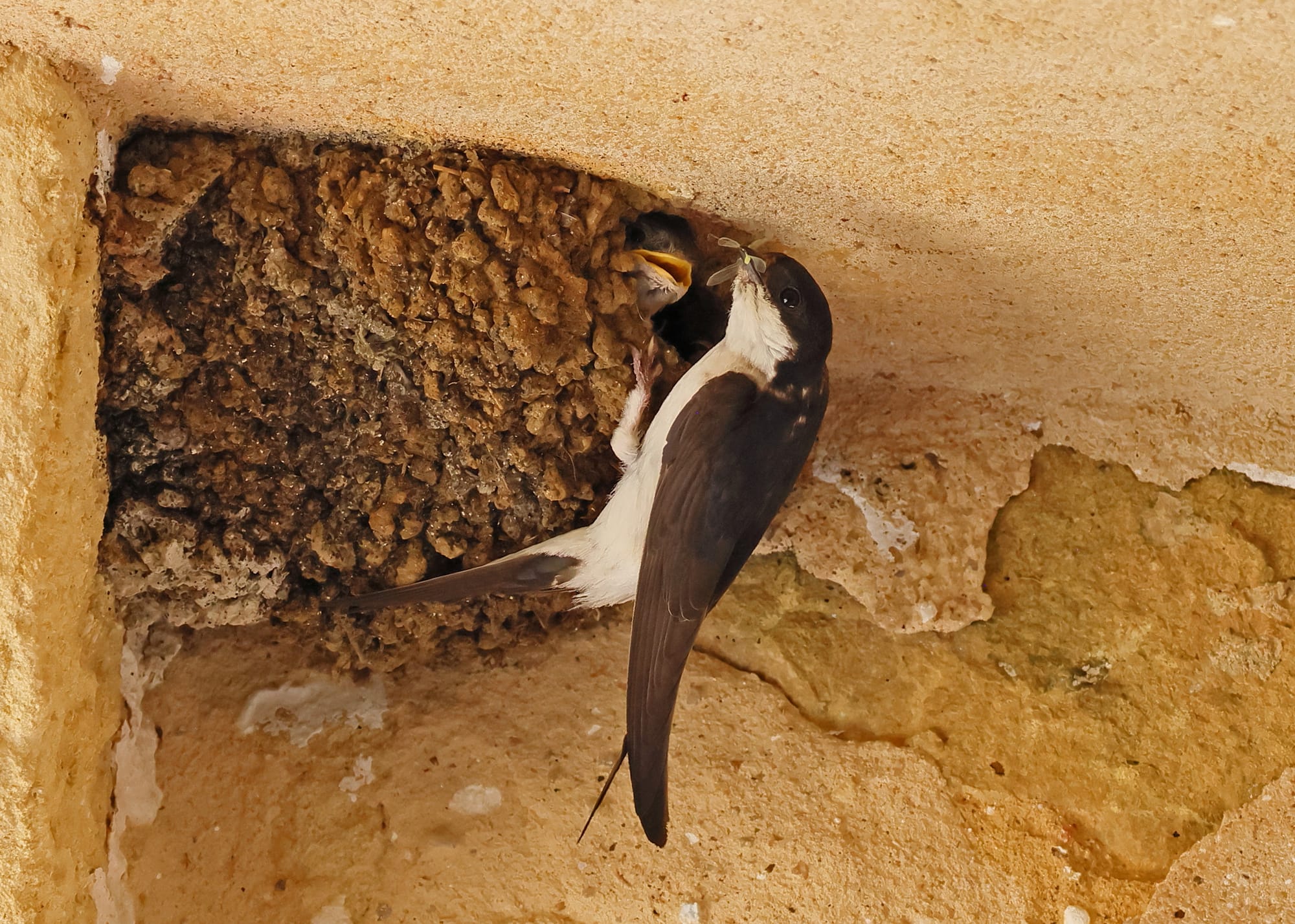 House Martin