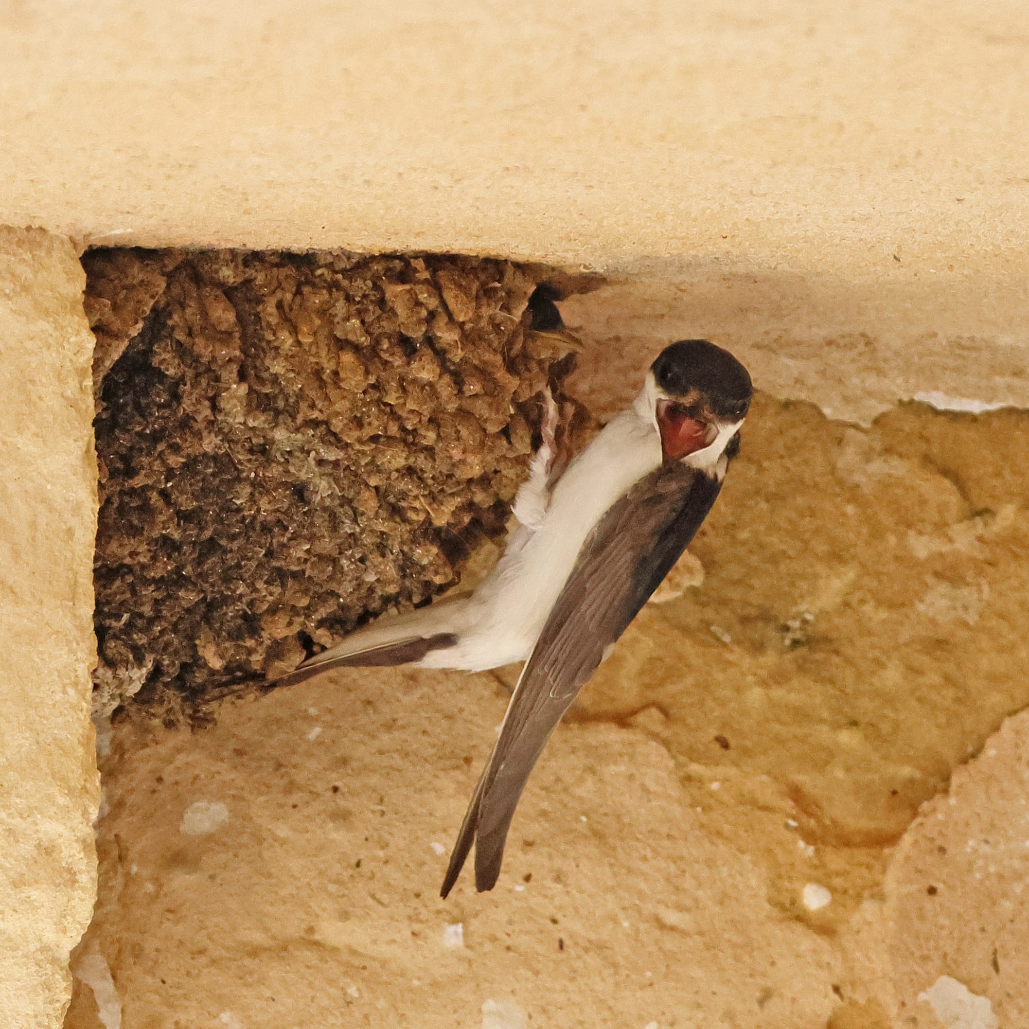 House Martin