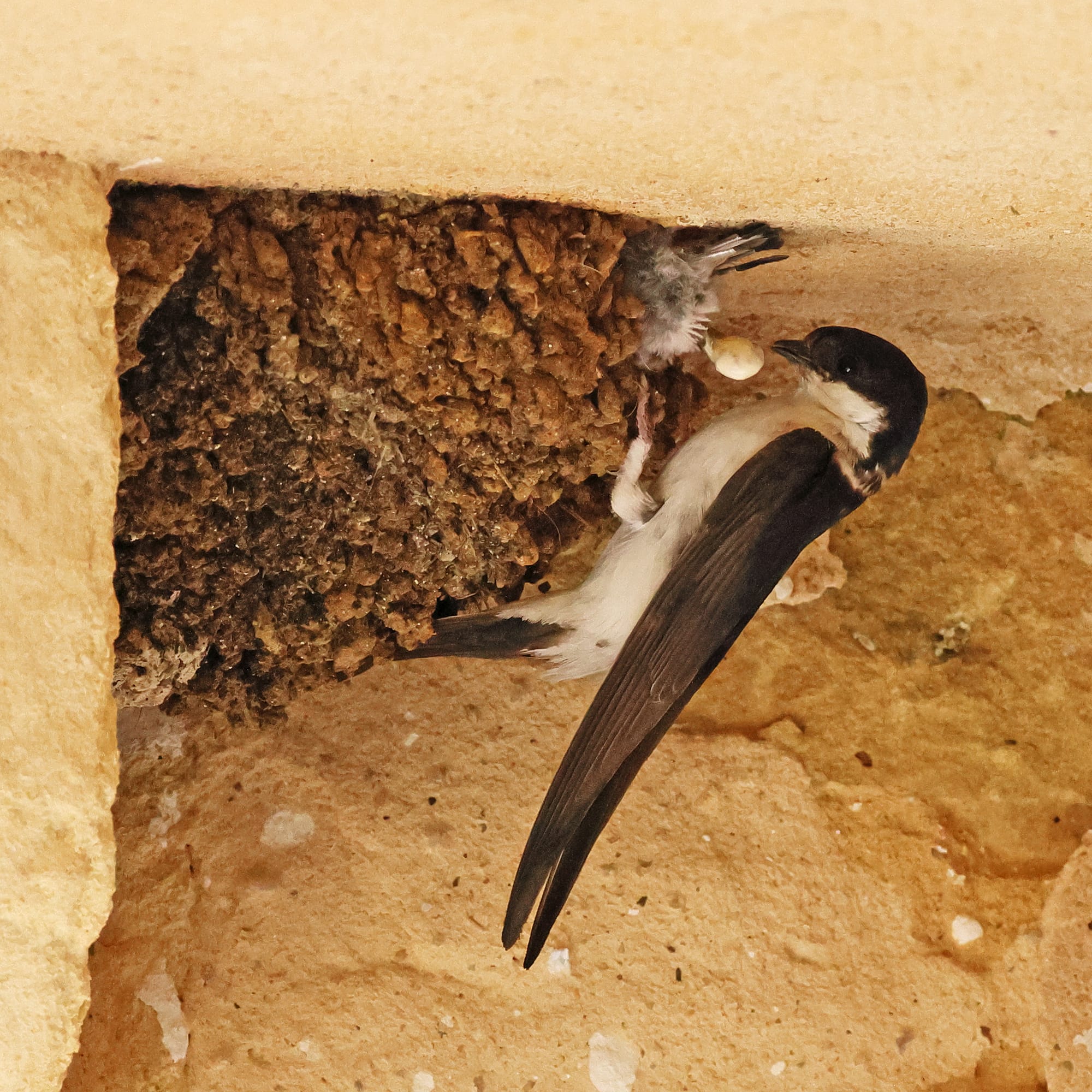 House Martin