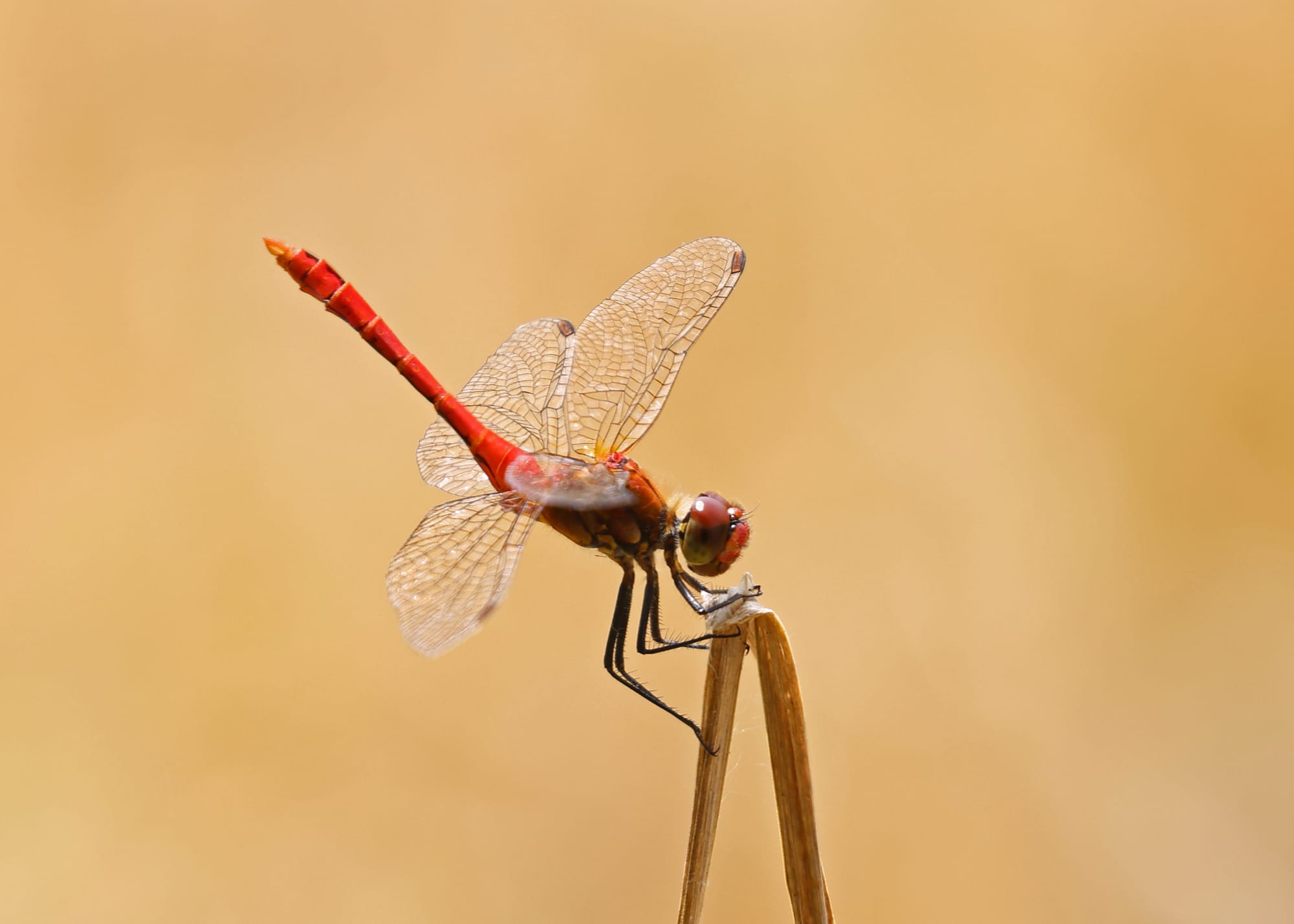 Ruddy Darter