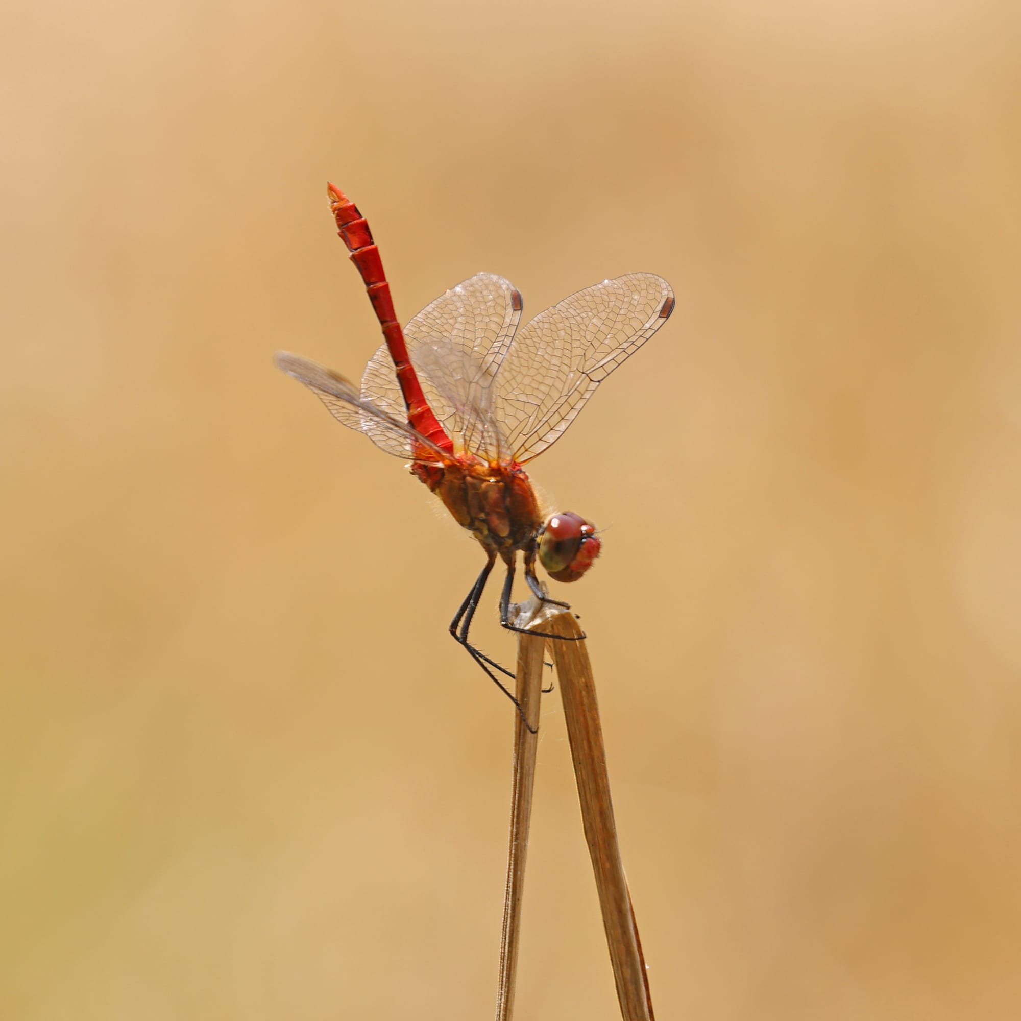 Ruddy Darter
