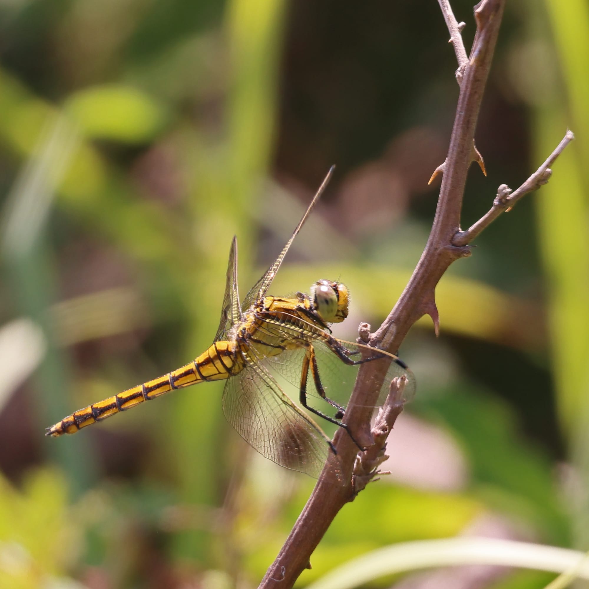 Black-tailed Skimmer