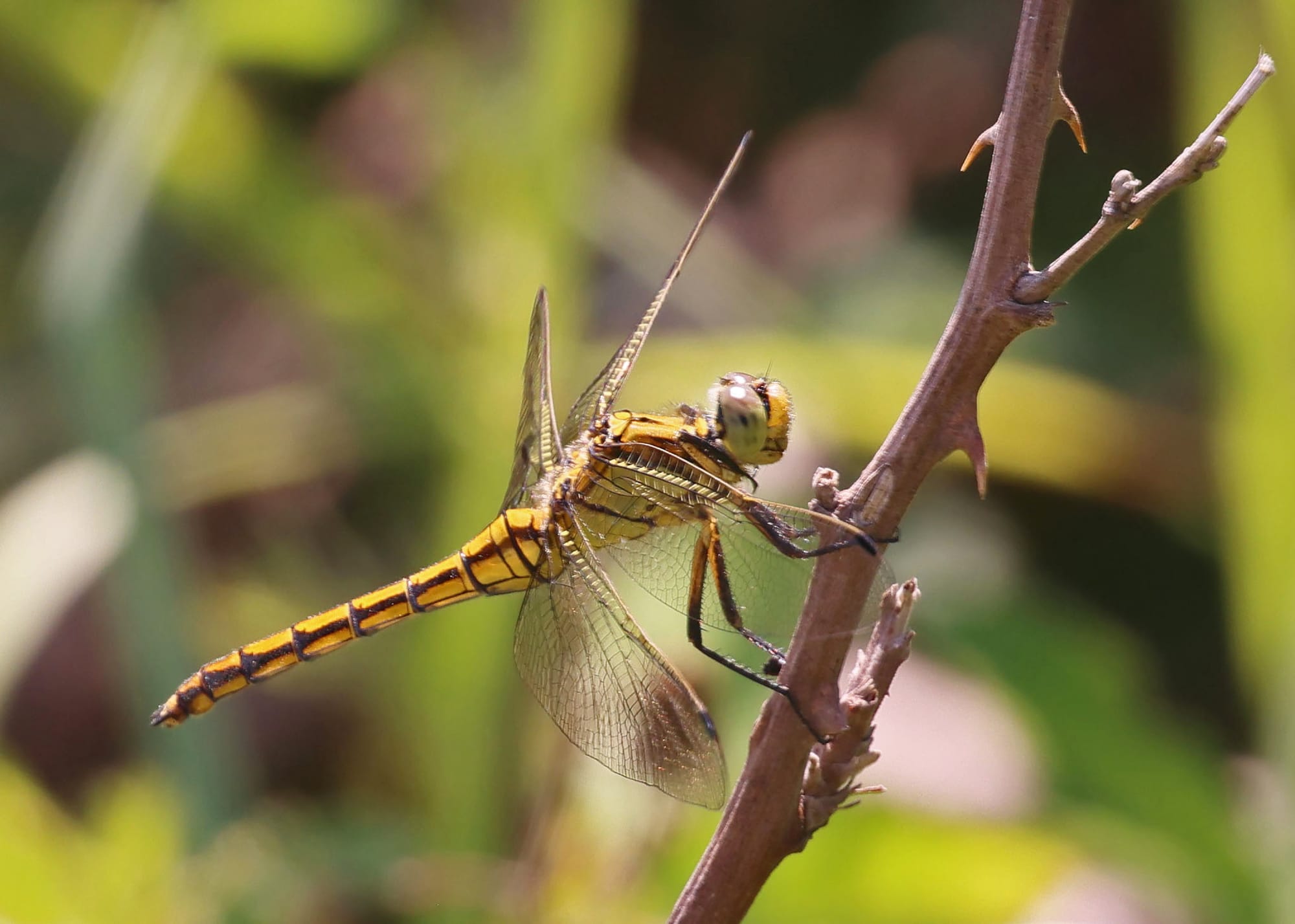 Black-tailed Skimmer