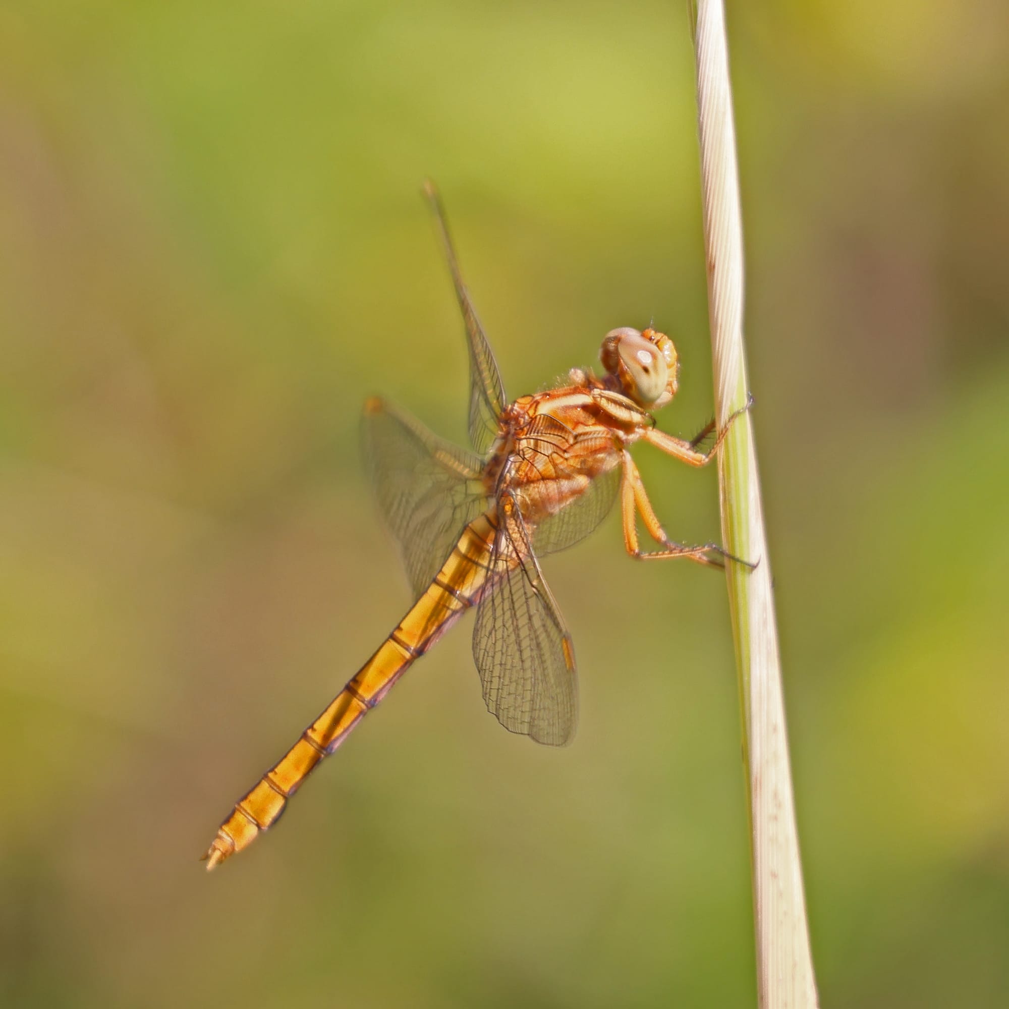 Keeled Skimmer