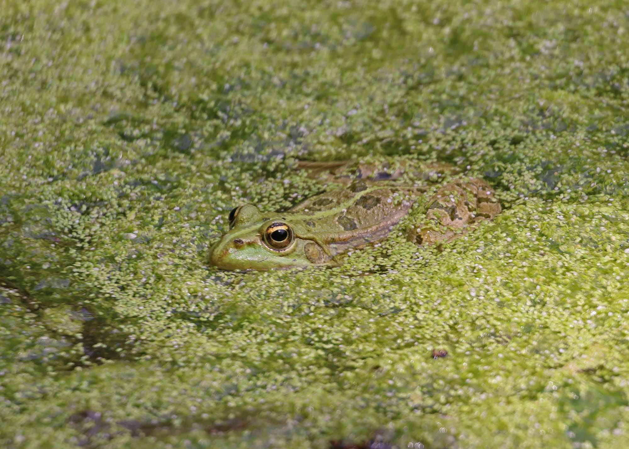 European Green Frog