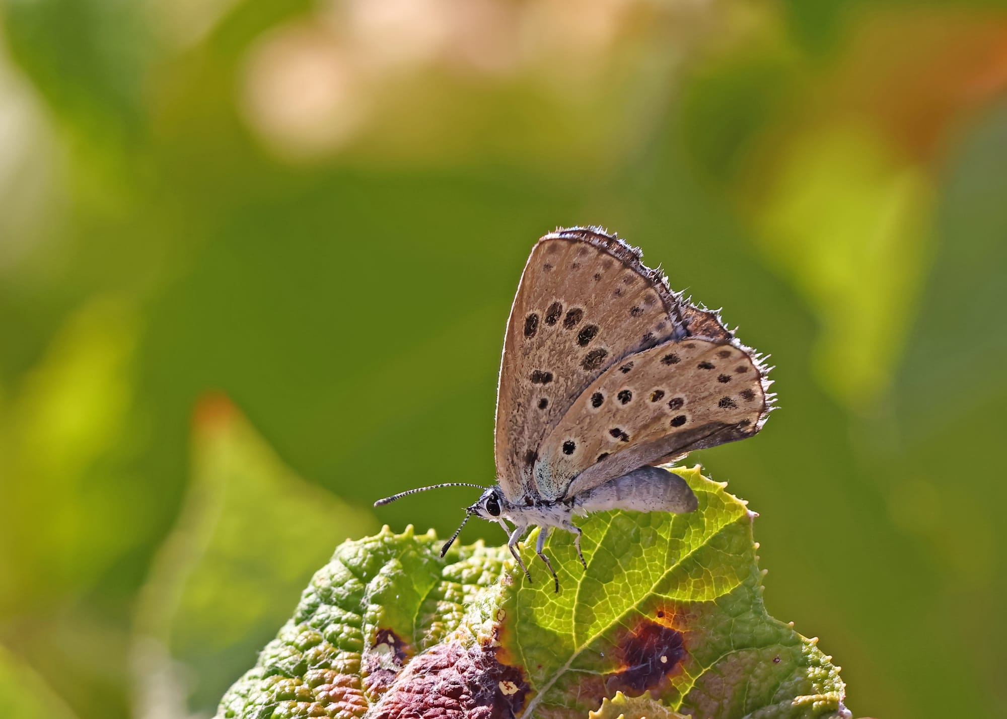 Large Blue