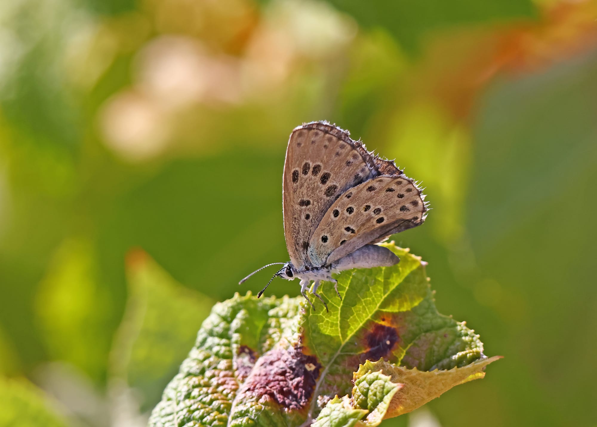 Large Blue