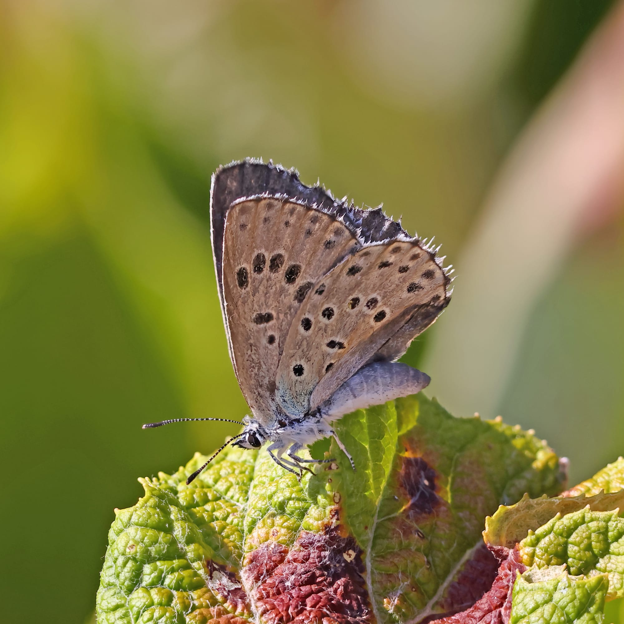 Large Blue