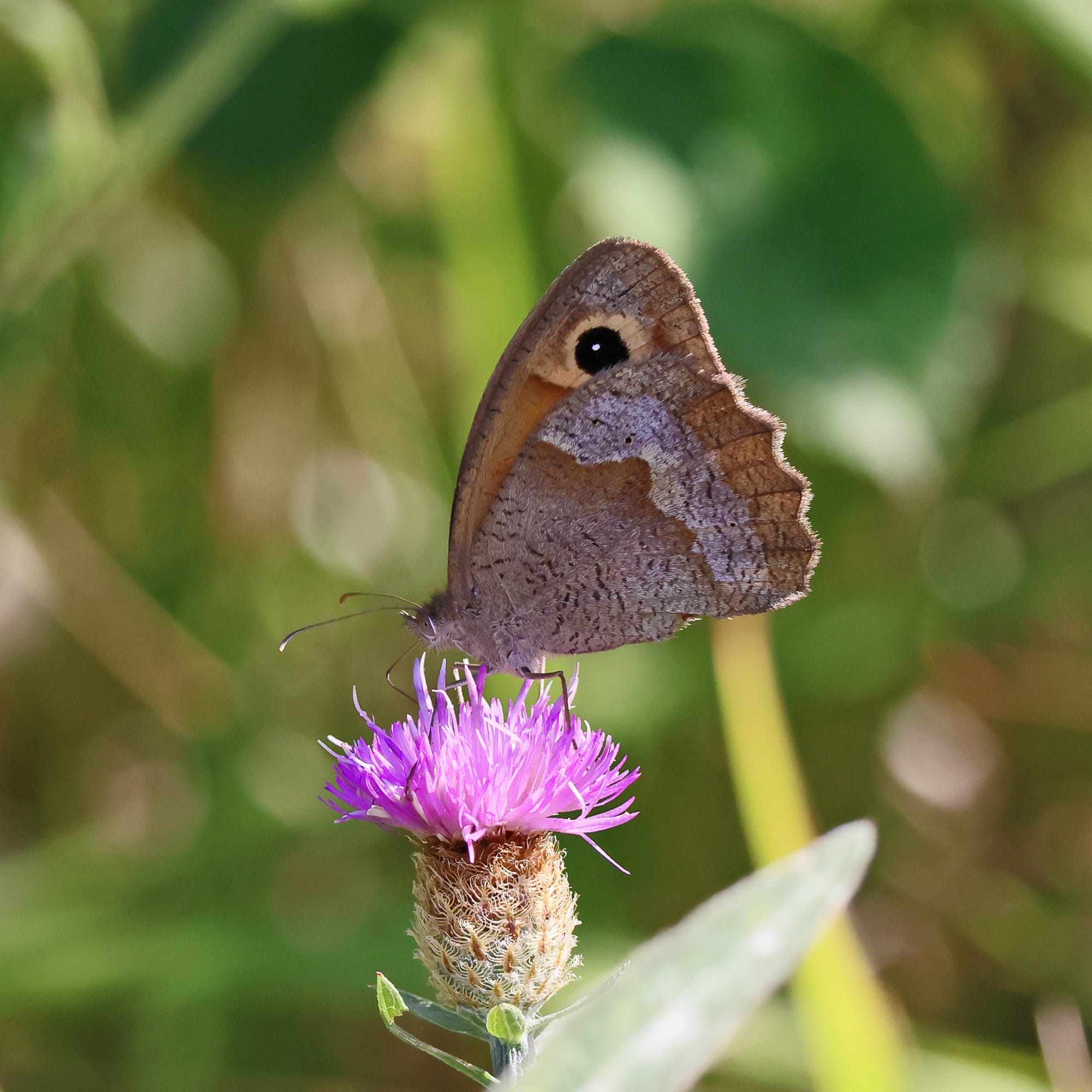 Meadow Brown