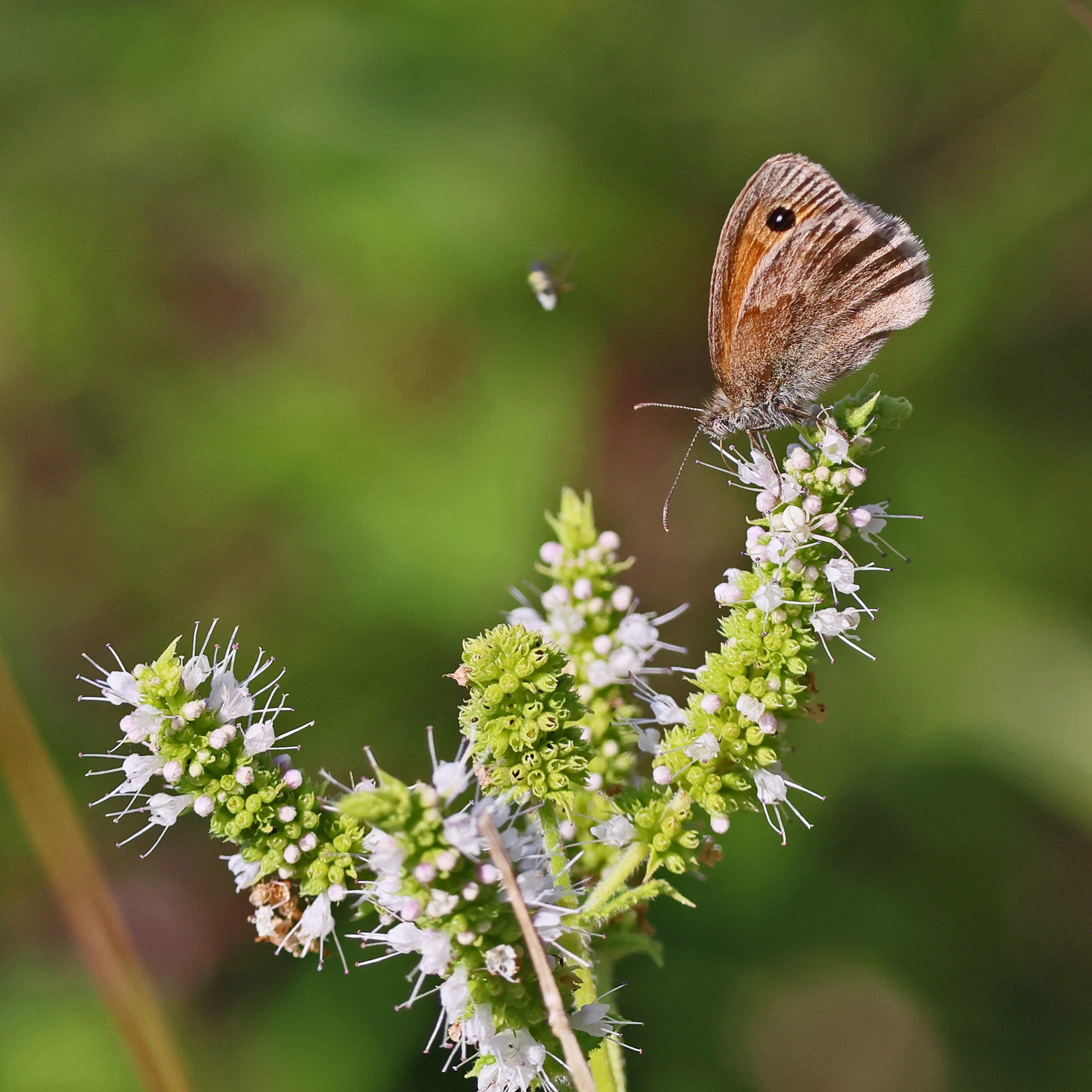 Small Heath