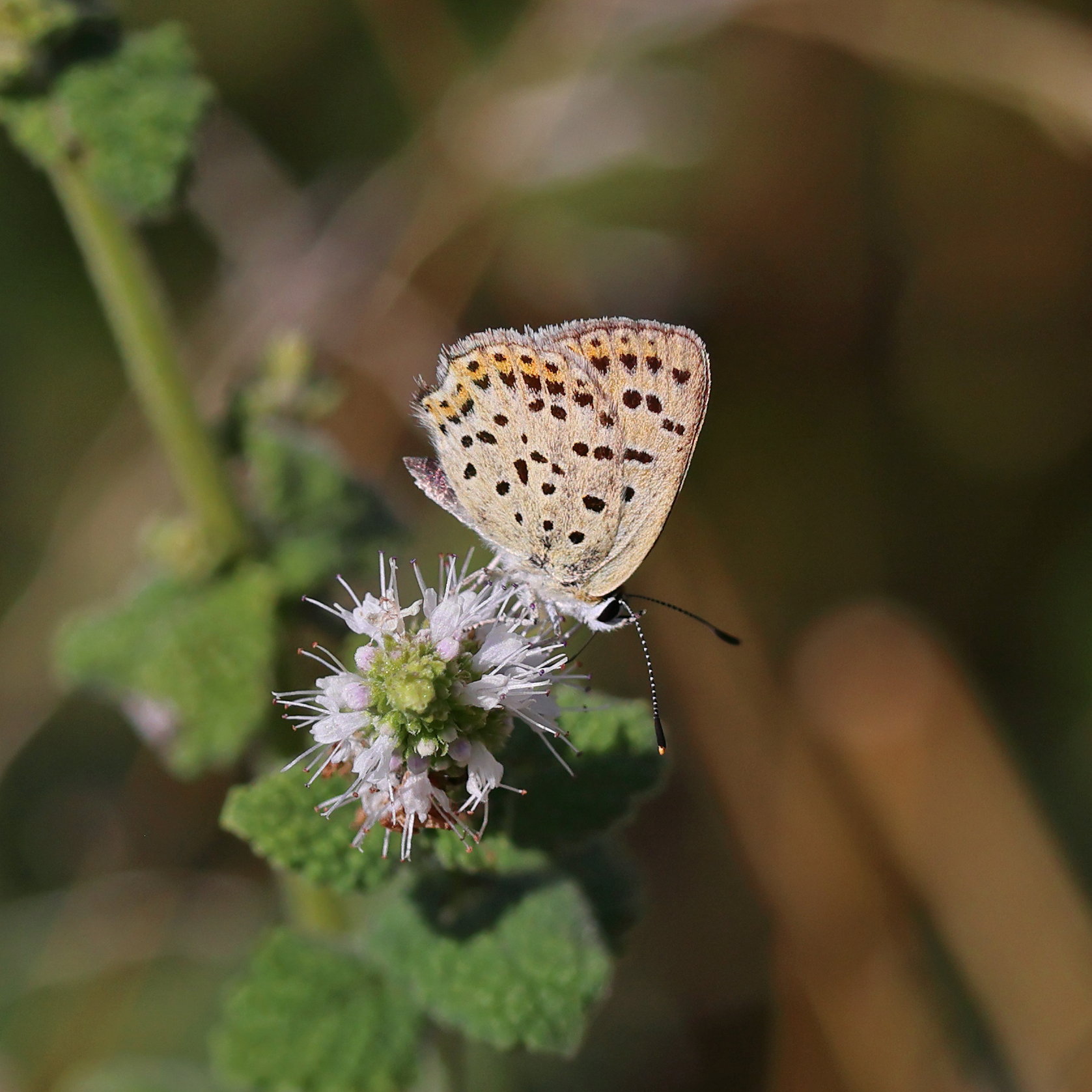 Sooty Copper