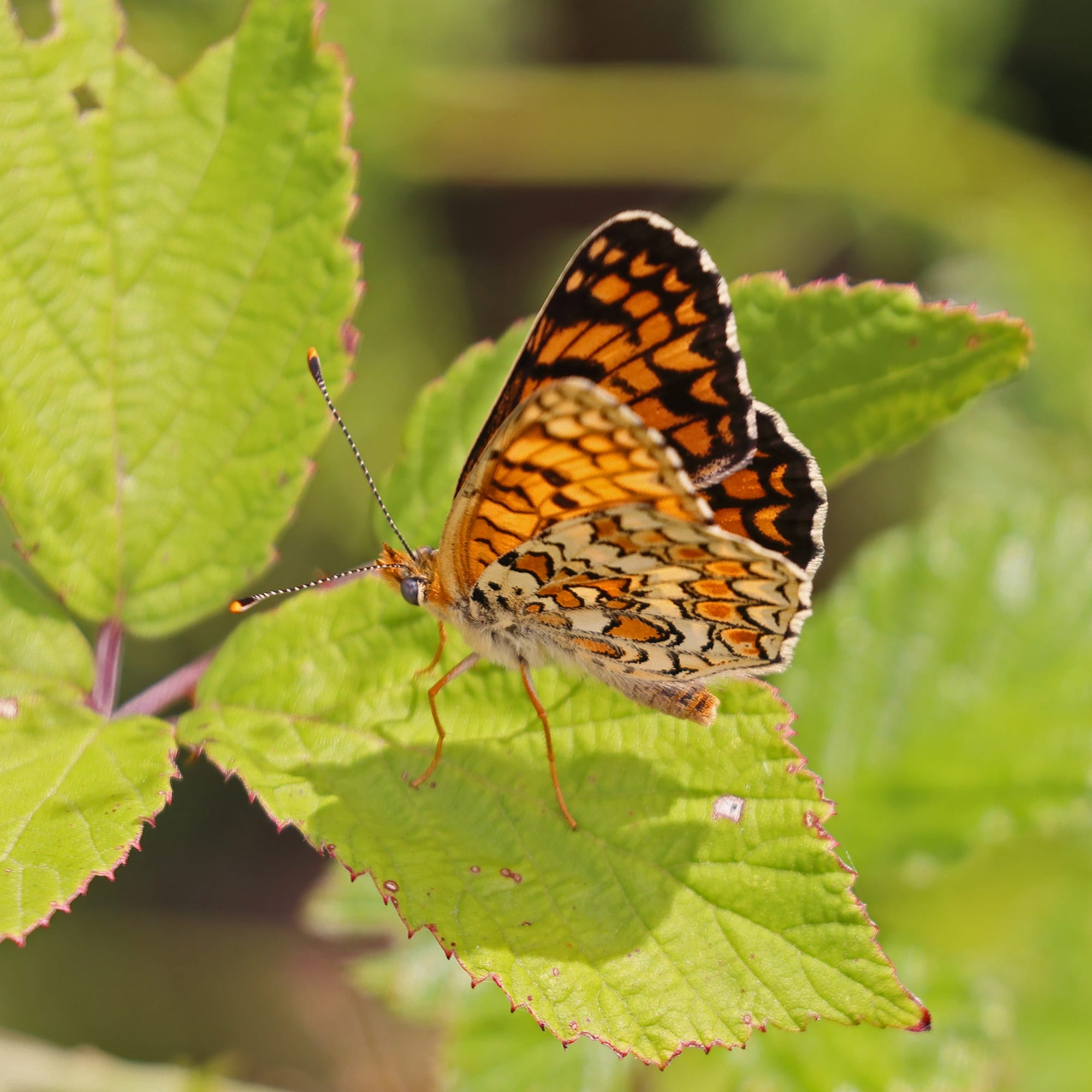 Knapweed Fritillary