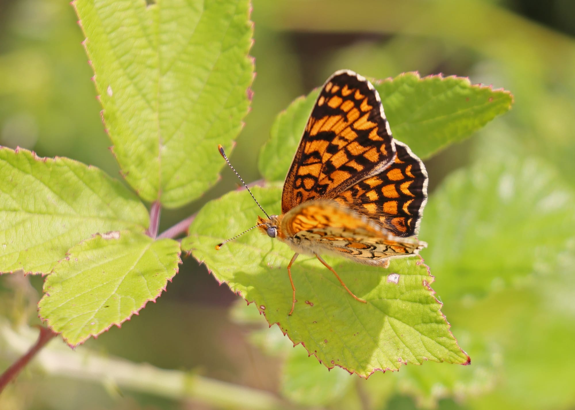 Knapweed Fritillary