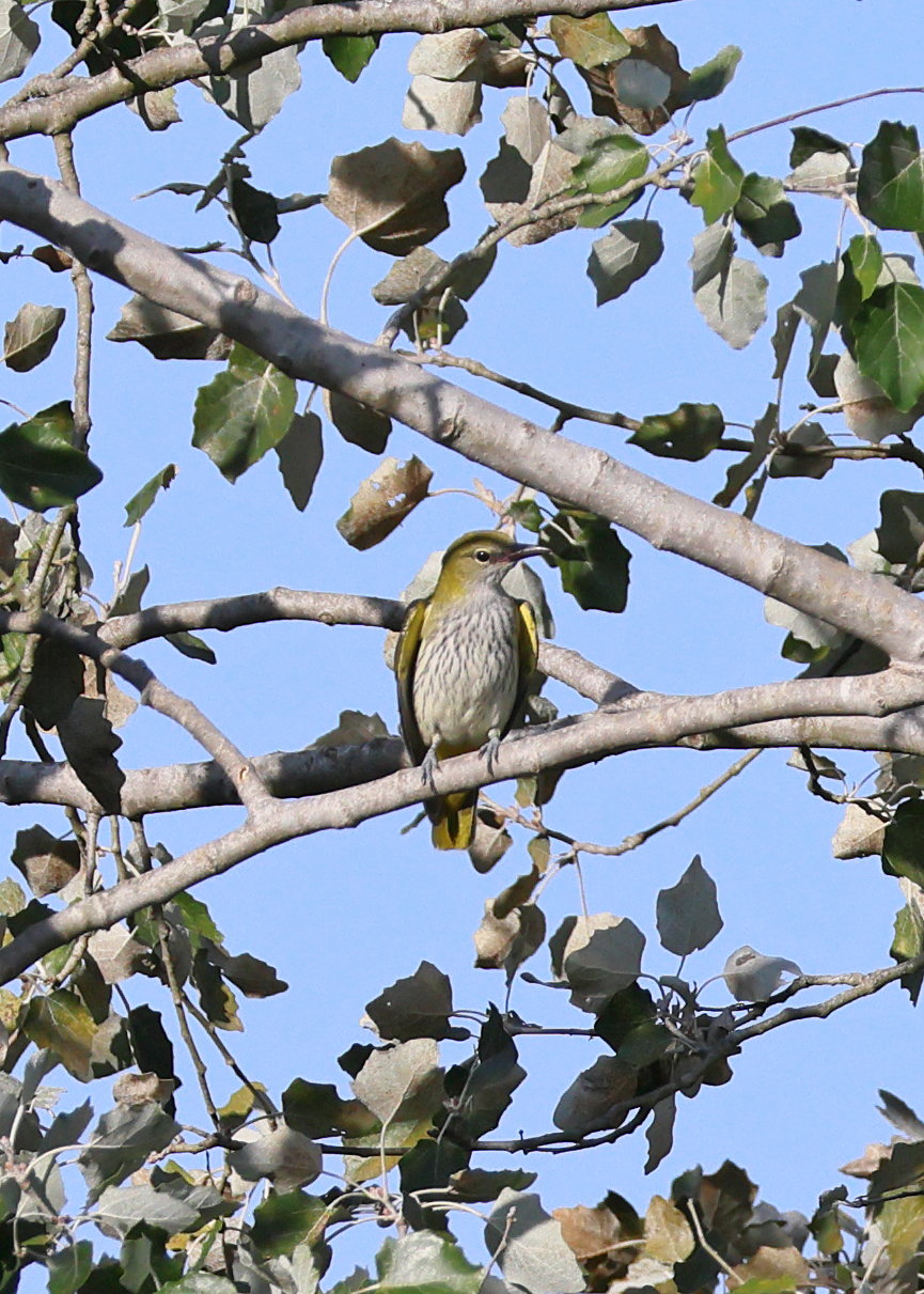 Golden Oriole