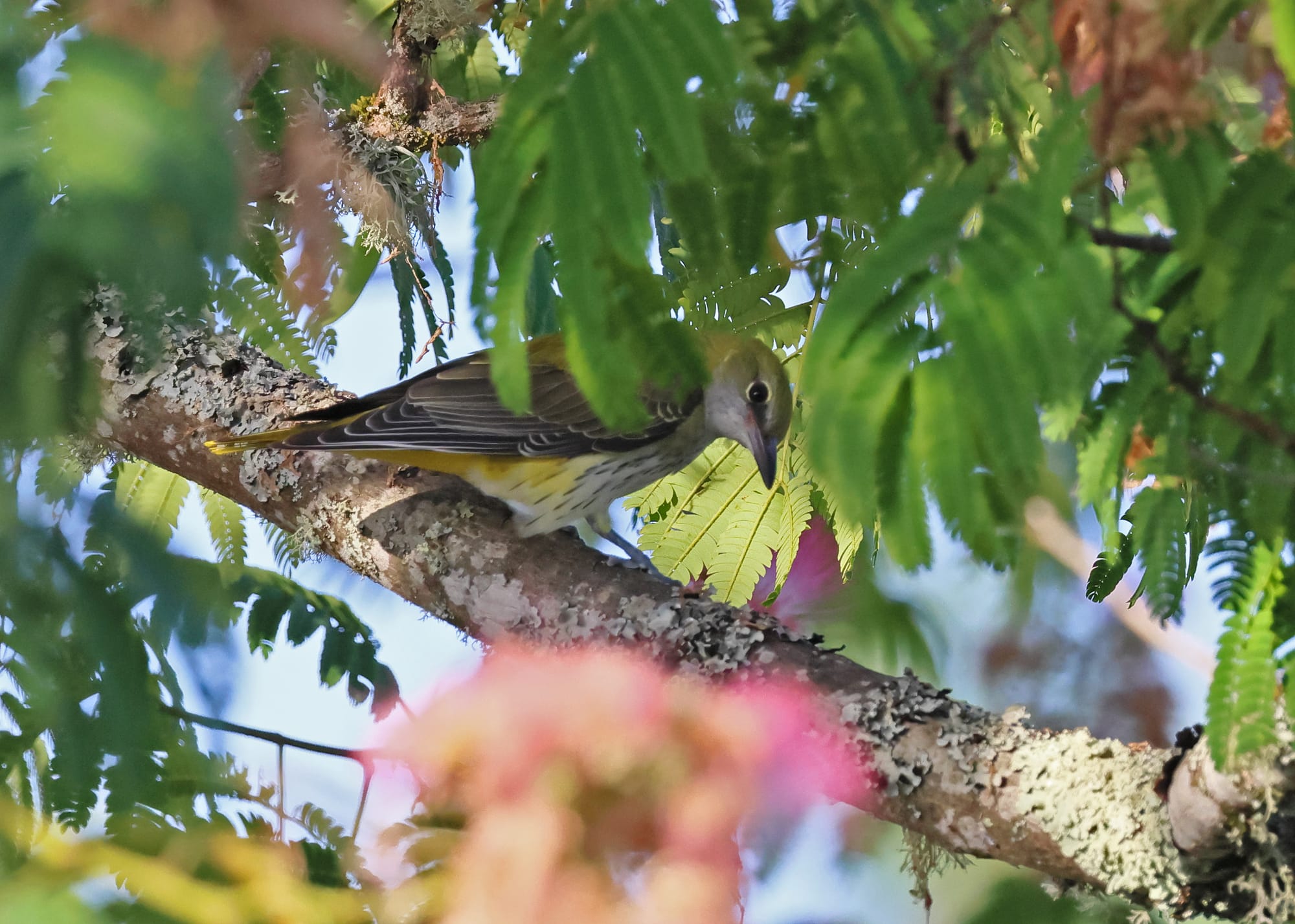 Golden Oriole