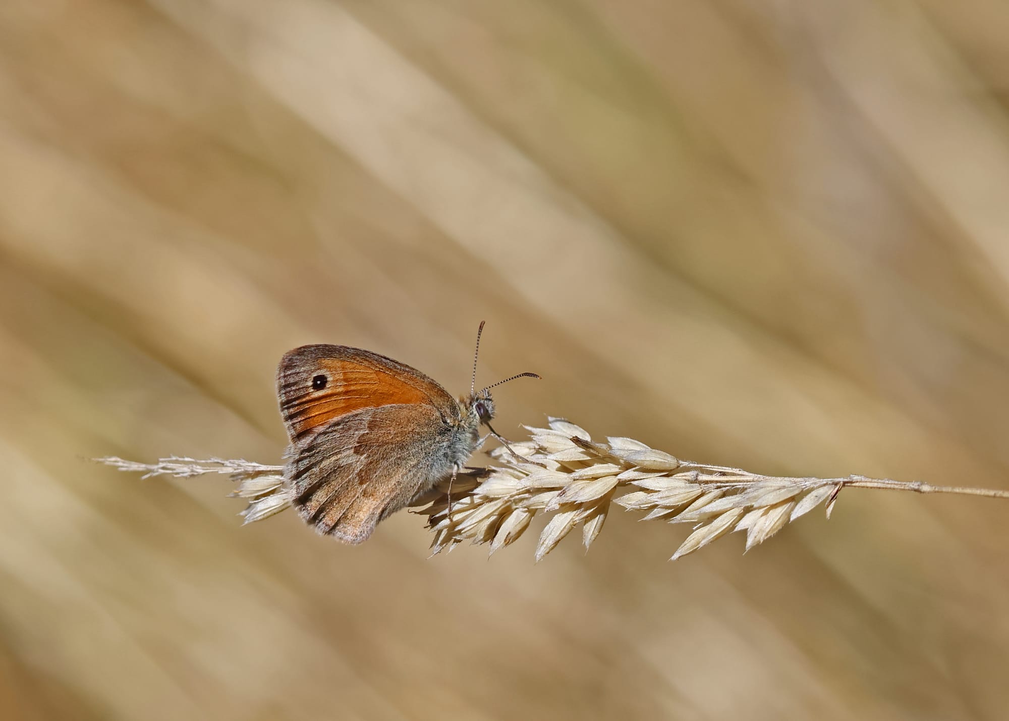 Small Heath