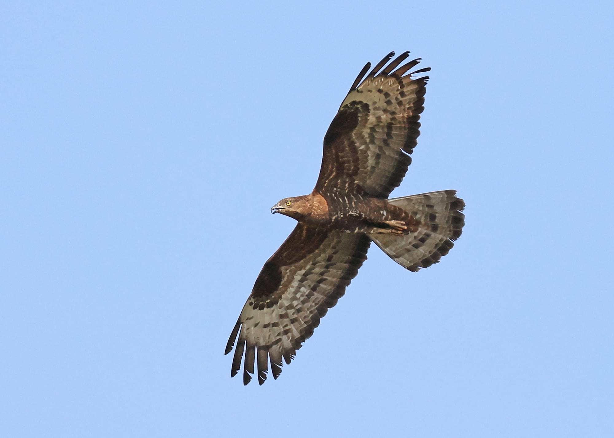 Honey Buzzard