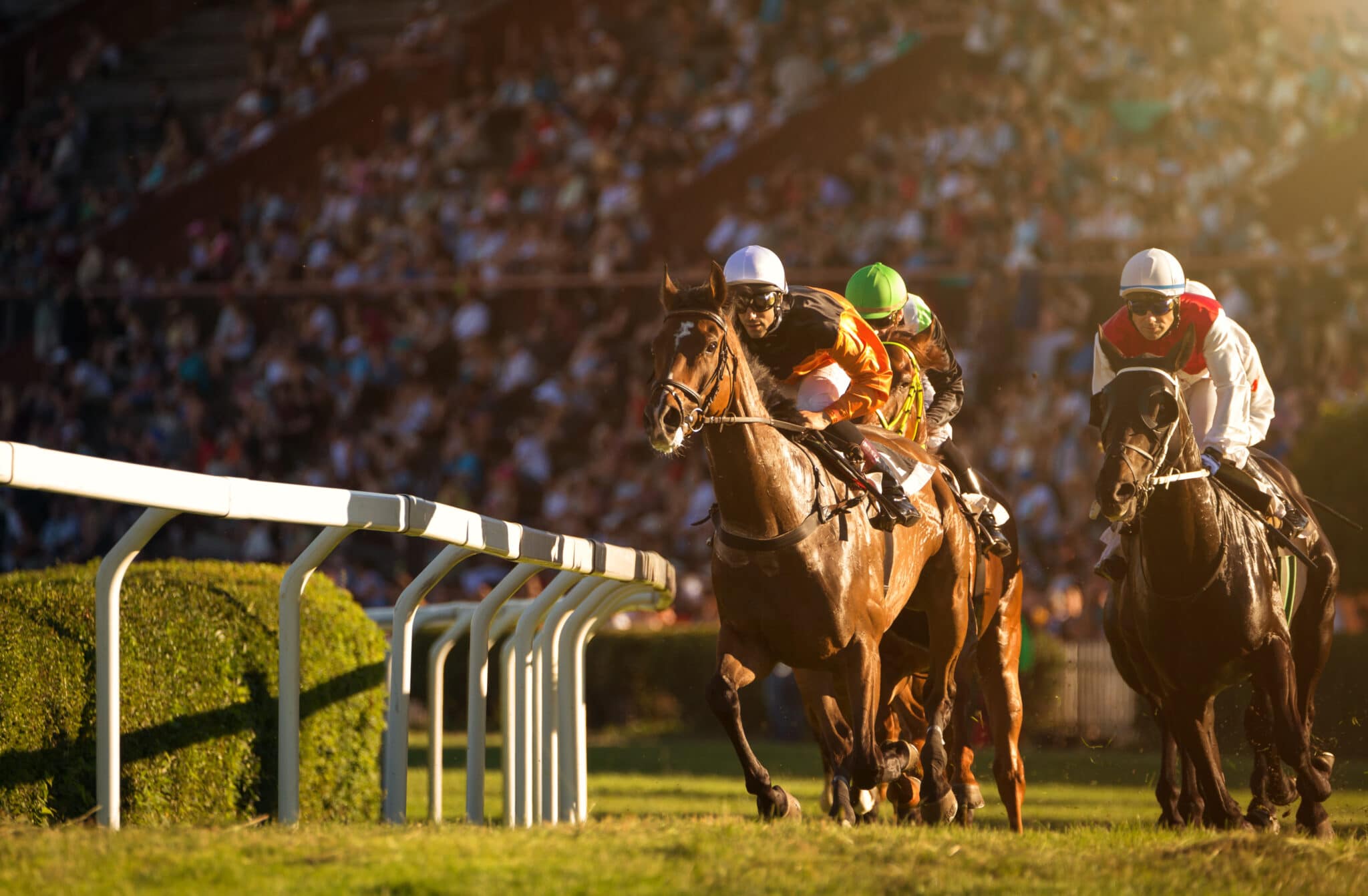 Buy A Racehorse Australia