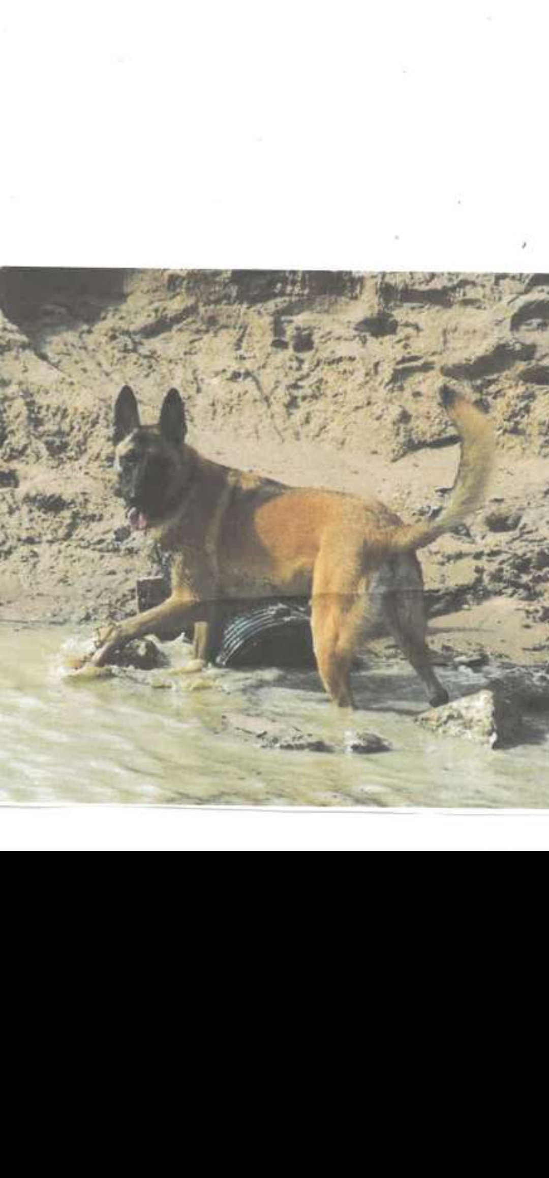 K9 Rami