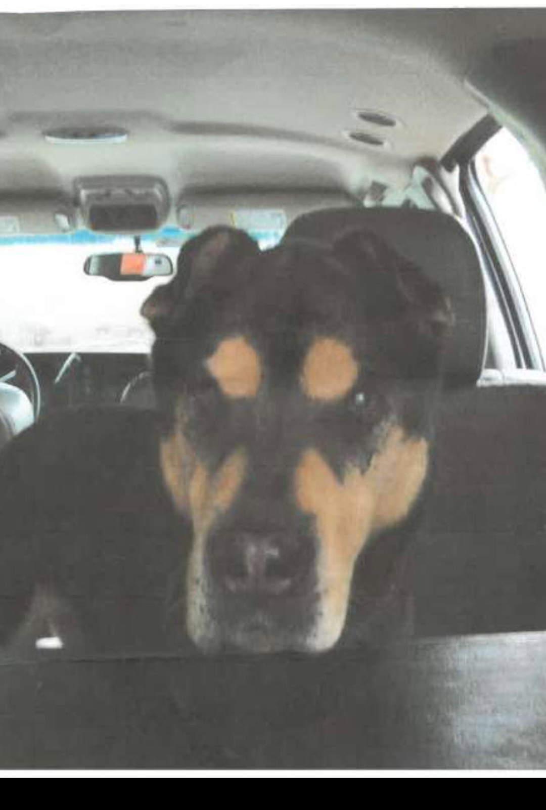 K9 Missy