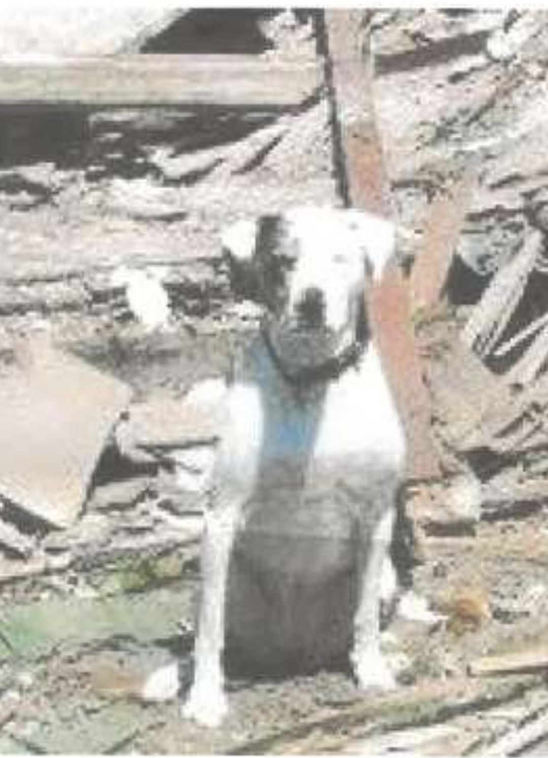 K9 Belle