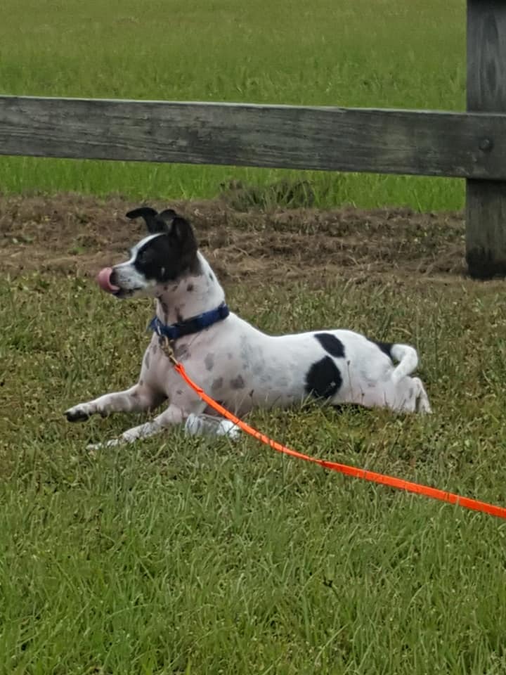 K9 Zac