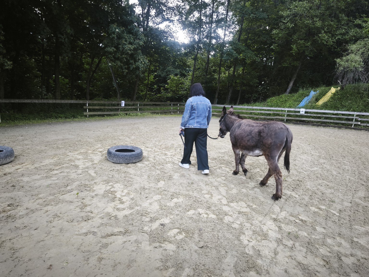 Erwachsene & Tiere