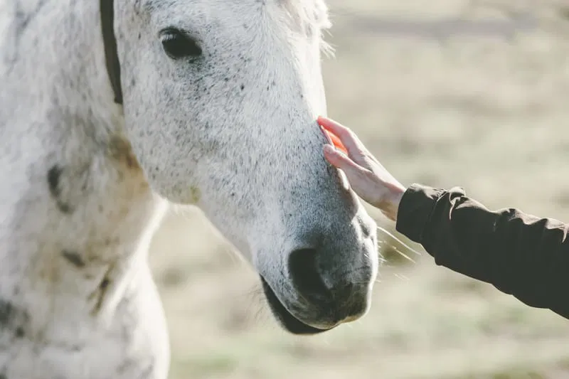 Aruna Woman Balance mit tierischer Begleitung