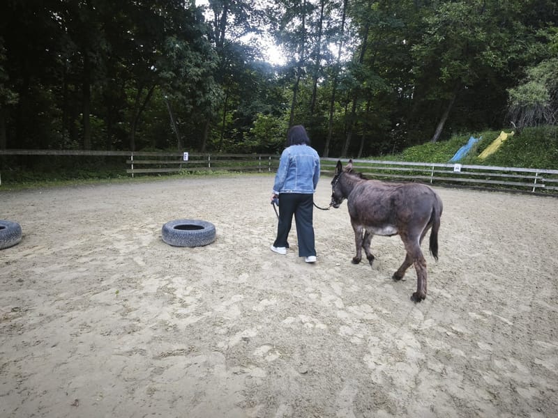 Erwachsene & Tiere
