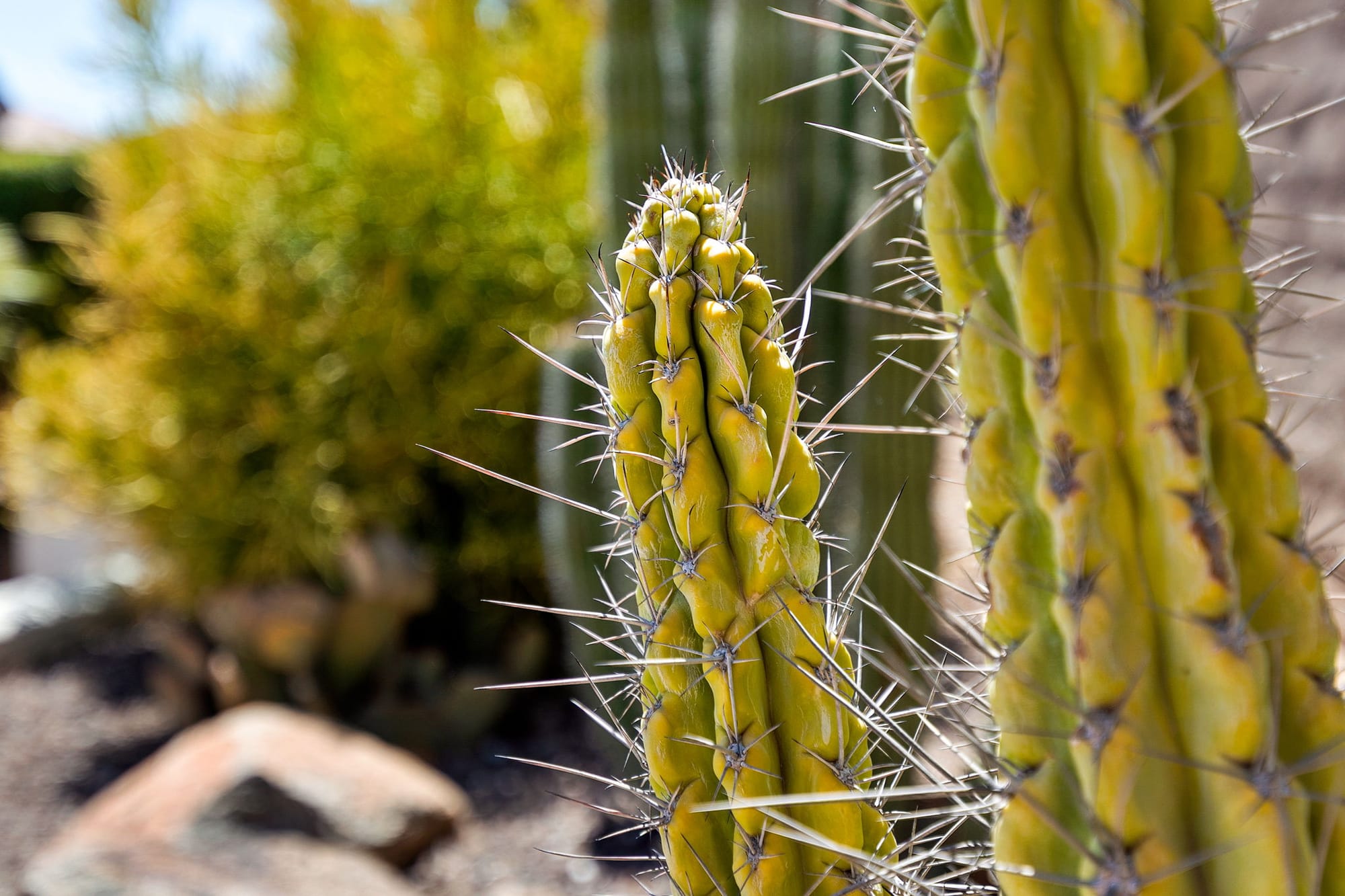 The Vesper a Encanterra