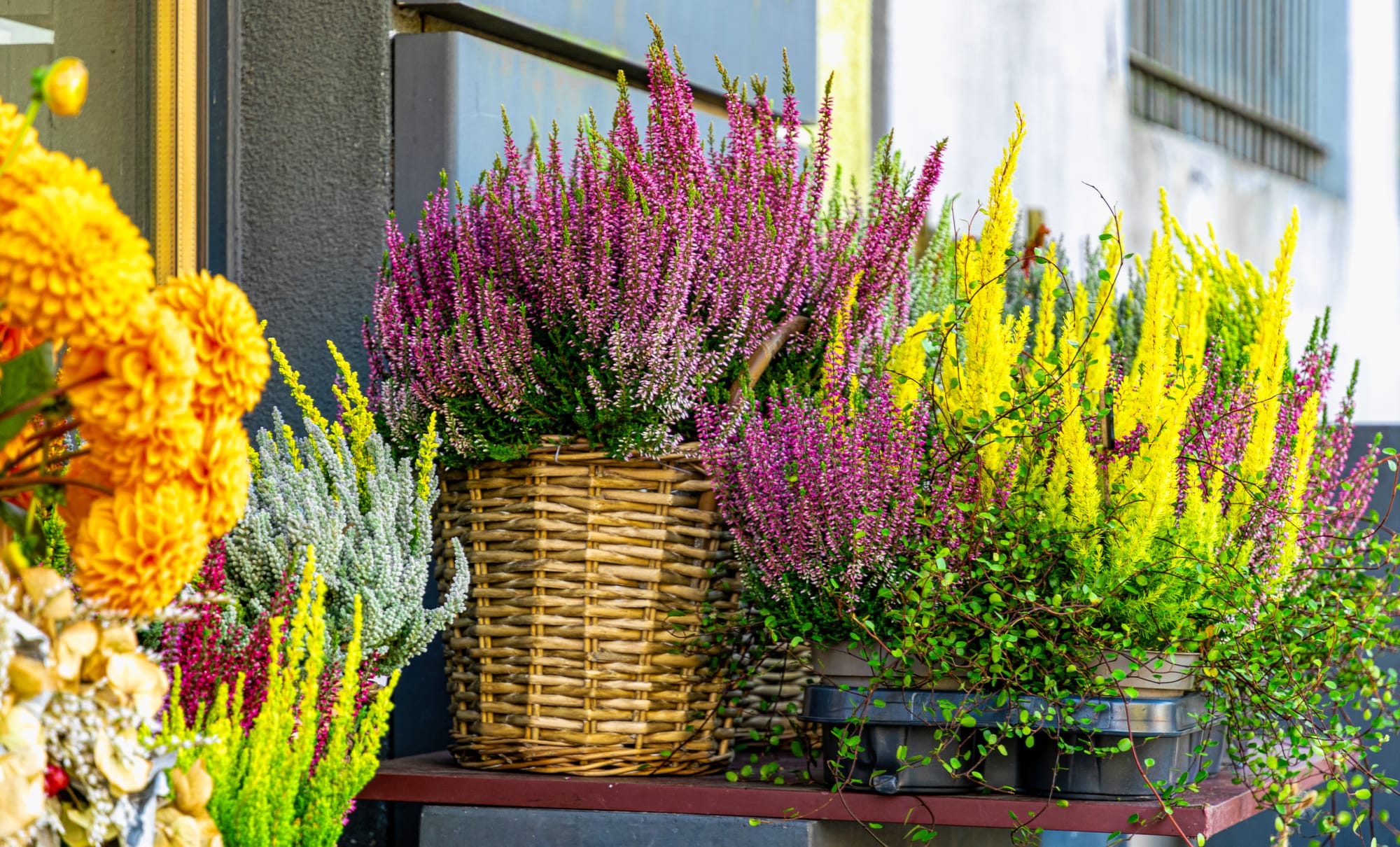 A gazdaboltok által forgalmazott legnépszerűbb kertészeti eszközök