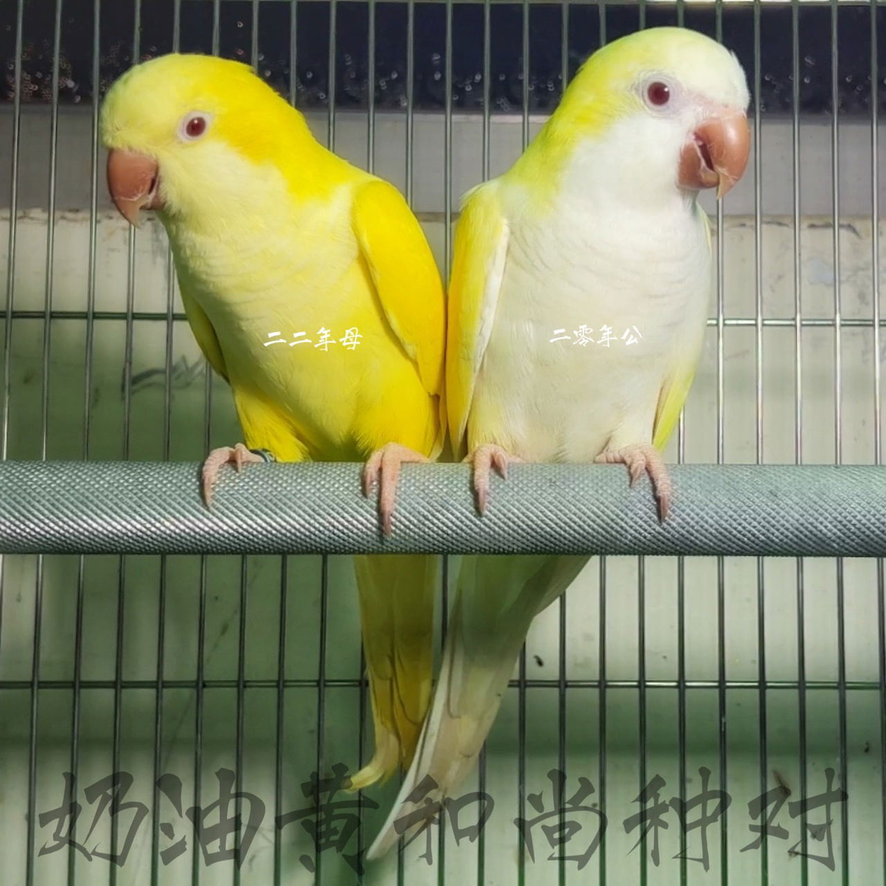 奶油與黃和尚鸚鵡