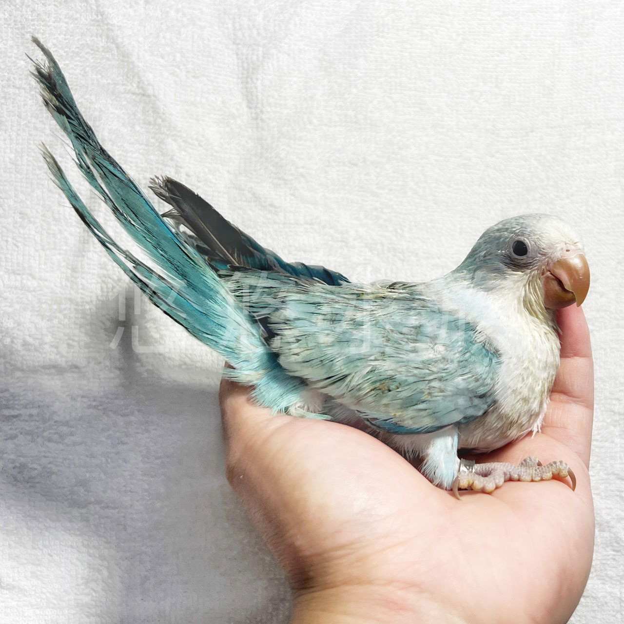 藍銀絲和尚鸚鵡