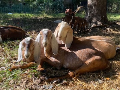 For Sale/Kidding Schedule image