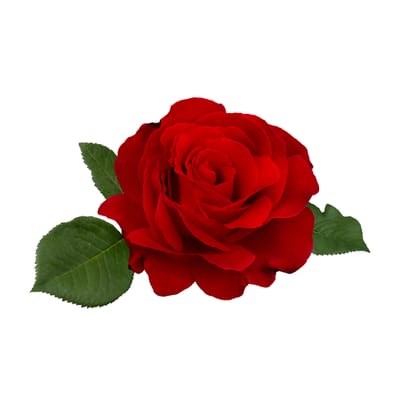 For Sale/Kidding Schedule image