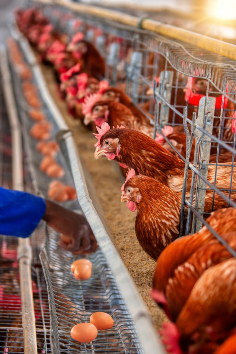 Poultry Farming