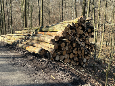 März 2025: In Stuttgart Botnang wird wieder eingeschlagen!