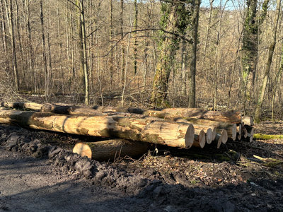 Video und Offener Brief zu den aktuellen ForstBW-Fällungen in Stuttgart Botnang