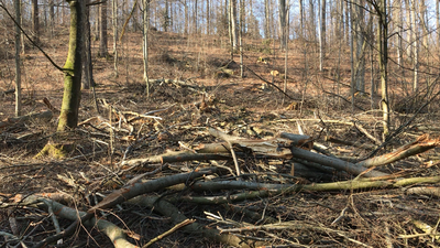 Trockene Wälder auch für uns und im ZDF ein Thema