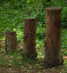 Photo de troncs d'arbres. Crédit photo : https://manonpothin.com/